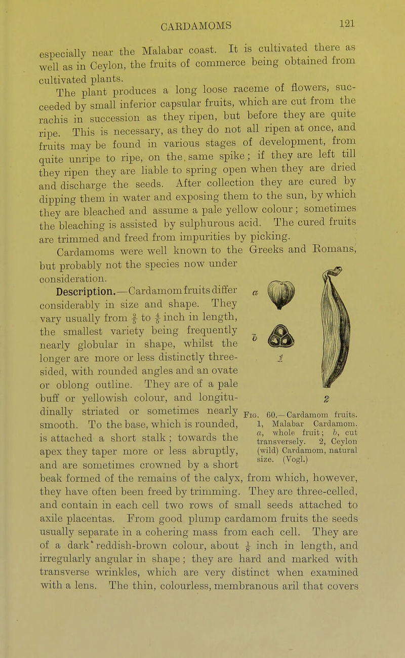 especially near the Malabar coast. It is cultivated there as well as in Ceylon, the fruits of commerce being obtained from cultivated plants. The plant produces a long loose raceme of flowers, suc- ceeded by small inferior capsular fruits, which are cut from the rachis in succession as they ripen, but before they are quite ripe. This is necessary, as they do not all ripen at once, and fruits may be found in various stages of development, from quite unripe to ripe, on the. same spike; if they are left till they ripen they are liable to spring open when they are dried and discharge the seeds. After collection they are cured by dipping them in water and exposing them to the sun, by which they are bleached and assume a pale yellow colour; sometimes the bleaching is assisted by sulphurous acid. The cured fruits are trimmed and freed from impurities by picking. Cardamoms were well known to the Greeks and Eomans, but probably not the species now under consideration. Description.—C ardamom fruits di ffer considerably in size and shape. They vary usually from £ to A inch in length, the smallest variety being frequently nearly globular in shape, whilst the longer are more or less distinctly three- sided, with rounded angles and an ovate or oblong outline. They are of a pale buff or yellowish colour, and longitu- dinally striated or sometimes nearly smooth. To the base, which is rounded, is attached a short stalk ; towards the apex they taper more or less abruptly, and are sometimes crowned by a short beak formed of the remains of the calyx, from which, however, they have often been freed by trimming. They are three-celled, and contain in each cell two rows of small seeds attached to axile placentas. From good plump cardamom fruits the seeds usually separate in a cohering mass from each cell. They are of a dark'reddish-brown colour, about ^ inch in length, and irregularly angular in shape ; they are hard and marked with transverse wrinkles, which are very distinct when examined with a lens. The thin, colourless, membranous aril that covers 2 Fig. 60.—Cardamom fruits. 1, Malabar Cardamom. a, whole fruit; b, cut transversely. 2, Ceylon (wild) Cardamom, natural size. (Vogl.)