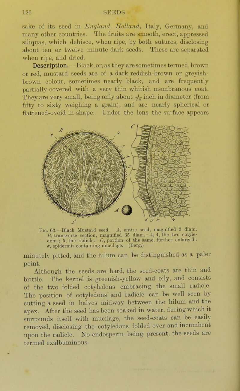 Bake of its seed in England, Holland, Italy, Germany, and many other countries. The fruits are smooth, erect, appressed siliquas, which dehisce, when ripe, by both sutures, disclosing about ten or twelve minute dark seeds. These are separated when ripe, and dried. Description.—Black, or, as they are sometimes termed, brown or red, mustard seeds are of a dark reddish-brown or greyish- brown colour, sometimes nearly black, and are frequently partially covered with a very thin whitish membranous coat. They are very small, being only about fa inch in diameter (from fifty to sixty weighing a grain), and are nearly spherical or flattened-ovoid in shape. Under the lens the surface appears Fig. 62.--Black Mustard seed. A, entire seed, magnified 3 diarn. B, transverse section, magnified 65 diam.: 4, 4, the two cotyle- dons; 5, the radicle. C, portion of the same, further enlarged: <r, epidermis containing mucilage. (Berg.) minutely pitted, and the hilum can be distinguished as a paler point. Although the seeds are hard, the seed-coats are thin and brittle. The kernel is greenish-yellow and oily, and consists of the two folded cotyledons embracing the small radicle. The position of cotyledons and radicle can be well seen by cutting a seed in halves midway between the hilum and the apex. After the seed has been soaked in water, during which it surrounds itself with mucilage, the seed-coats can be easdy removed, disclosing the cotyledons folded over and incumbent upon the radicle. No endosperm being present, the seeds are termed exalbuminous.