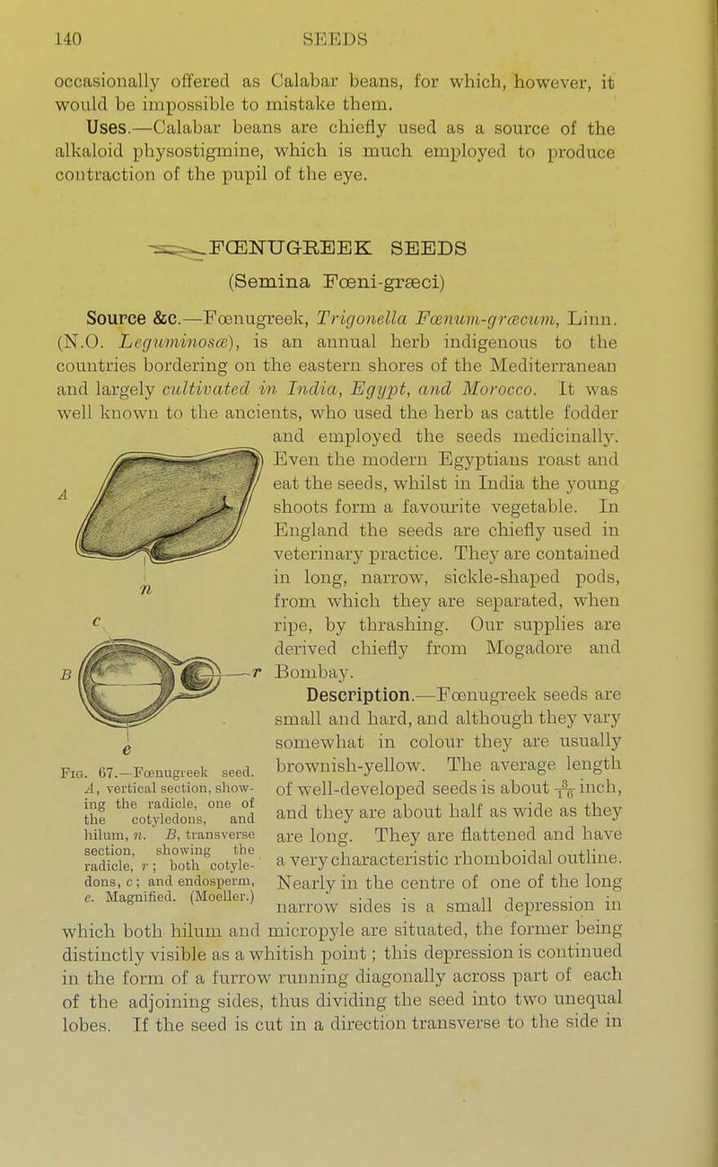 occasionally offered as Calabar beans, for which, however, it would be impossible to mistake them. Uses.—Calabar beans are chiefly used as a source of the alkaloid physostigmine, which is much employed to produce contraction of the pupil of the eye. .FCENUGREEK SEEDS n (Semina Fceni-grseci) Source &C.—Foenugreek, Trigonella Fcenum-grcecum, Linn. (N.O. Leguminosce), is an annual herb indigenous to the countries bordering on the eastern shores of the Mediterranean and largely cultivated in India, Egypt, and Morocco. It was well known to the ancients, who used the herb as cattle fodder and employed the seeds medicinally. Even the modern Egyptians roast and eat the seeds, whilst in India the young shoots form a favourite vegetable. In England the seeds are chiefly used in veterinary practice. They are contained in long, narrow, sickle-shaped pods, from which they are separated, when ripe, by thrashing. Our supplies are derived chiefly from Mogadore and Bombay. Description.—Foenugreek seeds are small and hard, and although they vary somewhat in colour they are usually brownish-yellow. The average length of well-developed seeds is about inch, and they are about half as wide as they are long. They are flattened and have a very characteristic rhomboidal outline. Nearly in the centre of one of the long- narrow sides is a small depression in which both hilum and micropyle are situated, the former being distinctly visible as a whitish point; this depression is continued in the form of a furrow running diagonally across part of each of the adjoining sides, thus dividing the seed into two unequal lobes. If the seed is cut in a direction transverse to the side in Fig. 67.—Foenugreek seed. A, vertical section, show- ing the radicle, one of the cotyledons, and hilurn, n. B, transverse section, showing the radicle, r ; both cotyle- dons, c; and endosperm, e. Magnified. (Moeller.)