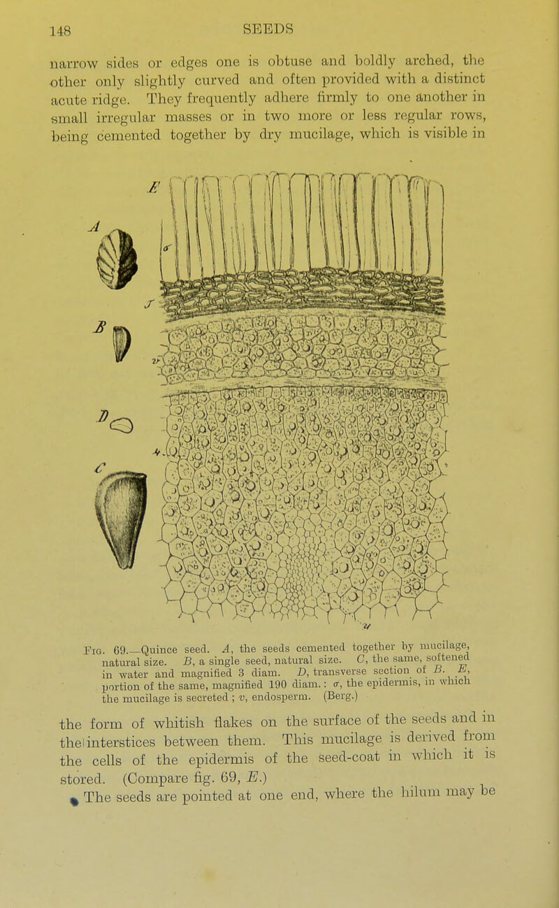 KKIUDS narrow sides or edges one is obtuse and boldly arched, the other only slightly curved and often provided with a distinct acute ridge. They frequently adhere firmly to one another in small irregular masses or in two more or less regular rows, being cemented together by dry mucilage, which is visible in pIG. 69 —Quince seed. A, the seeds cemented together by mucilage, natural size. B, a single seed, natural size. G, the same, softened in water and magnified 3 diam. D, transverse section of B. A, portion of the same, magnified 190 diam.: <r, the epidermis, m winch the mucilage is secreted ; v, endosperm. (Berg.) the form of whitish flakes on the surface of the seeds and m thei interstices between them. This mucilage is derived from the cells of the epidermis of the seed-coat in which it is stored. (Compare fig. 69, E.) % The seeds are pointed at one end, where the hihini may be