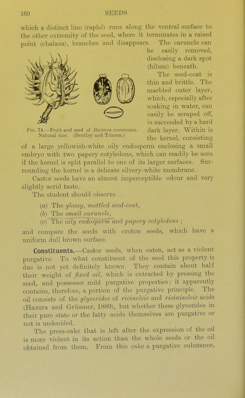 Fig. 74.—Fruit and seed of Ricmus communis. Natural size. (Bentley and Triraen.) which a distinct line (raphe) runs along the ventral surface to the other extremity of the seed, where it terminates in a raised point (chalaza), branches and disappears. The caruncle can be easily removed, disclosing a dark spot (hilum) beneath. The seed-coat is thin and brittle. The marbled outer layer, which, especially after soaking in water, can easily be scraped off, is succeeded by a hard dark layer. Within is the kernel, consisting of a large yellowish-white oily endosperm enclosing a small embryo with two papery cotyledons, which can readily be seen if the kernel is split parallel to one of its larger surfaces. Sur- rounding the kernel is a delicate silvery-white membrane. Castor seeds have an almost imperceptible odour and very slightly acrid taste. The student should observe (a) The glossy, mottled seed-coat, (b) The small cur ancle, (c) The oily endosperm and papery cotyledons ; and compare the seeds with croton seeds, which have a uniform dull brown surface. Constituents.—Castor seeds, when eaten, act as a violent purgative. To what constituent of the seed this property is due is not yet definitely known. They contain about half their weight of fixed oil, which is extracted by pressing the seed, and possesses mild purgative properties; it apparently contains, therefore, a portion of the purgative principle. The oil consists of the gly-cerides of ricinoleic and ricinisoleic acids (Hazura and Griissner, 1889), but whether these glycerides in their pure state or the fatty acids themselves are purgative or not is undecided. The press-cake that is left after the expression of the oil is more violent in its action than the whole seeds or the oil obtained from them. From this cake a purgative substance,