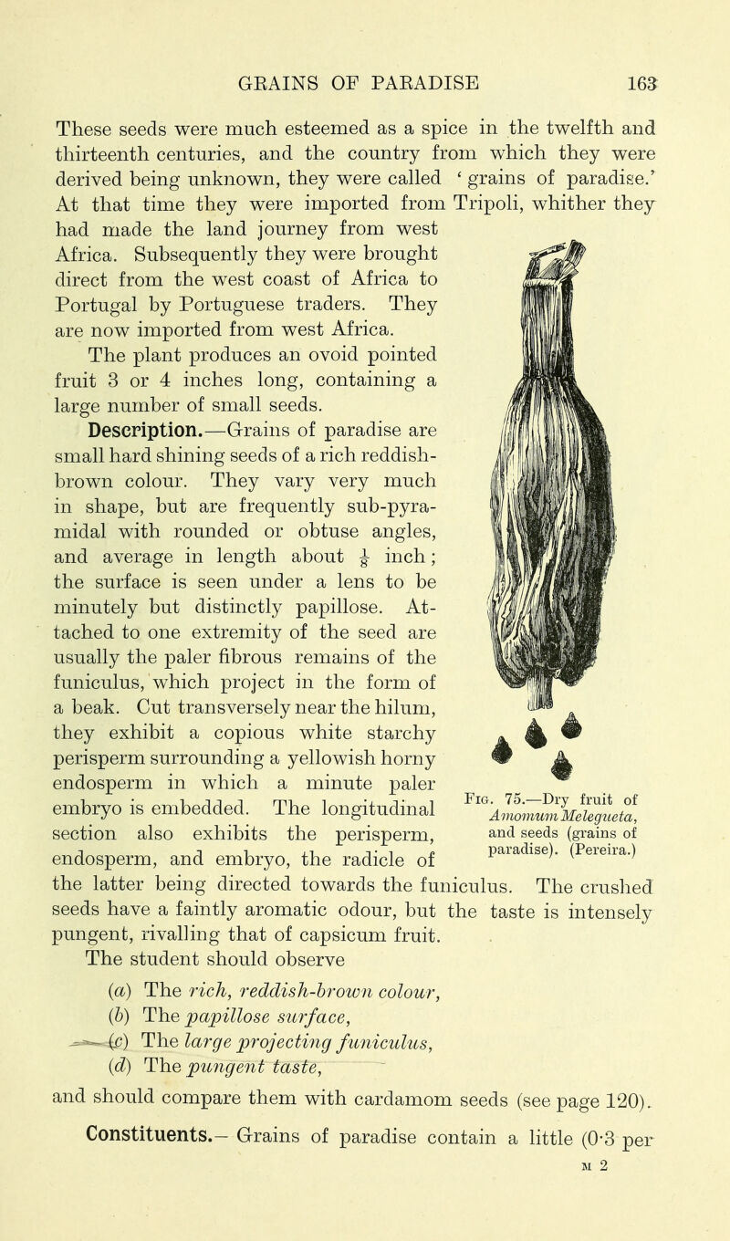 These seeds were much esteemed as a spice in the twelfth and thirteenth centuries, and the country from which they were derived being unknown, they were called ' grains of paradise.' At that time they were imported from Tripoli, whither they had made the land journey from west Africa. Subsequently they were brought direct from the west coast of Africa to Portugal by Portuguese traders. They are now imported from west Africa. The plant produces an ovoid pointed fruit 3 or 4 inches long, containing a large number of small seeds. Description.—Grains of paradise are small hard shining seeds of a rich reddish- brown colour. They vary very much in shape, but are frequently sub-pyra- midal with rounded or obtuse angles, and average in length about J inch; the surface is seen under a lens to be minutely but distinctly papillose. At- tached to one extremity of the seed are usually the paler fibrous remains of the funiculus, which project in the form of a beak. Cut transversely near the hilum, they exhibit a copious white starchy perisperm surrounding a yellowish horny endosperm in which a minute paler embryo is embedded. The longitudinal section also exhibits the perisperm, endosperm, and embryo, the radicle of the latter being directed towards the funiculus. The crushed seeds have a faintly aromatic odour, but the taste is intensely pungent, rivalling that of capsicum fruit. The student should observe (a) The rich, reddish-brown colour, (b) The papillose surface, - - (c) The large projecting funiculus, id) The pungent taste, and should compare them with cardamom seeds (see page 120). Constituents.- Grains of paradise contain a little (0-3 per M 2 Fig. 75.—Dry fruit of Amomum Melegueta, and seeds (grains of paradise). (Pereira.)