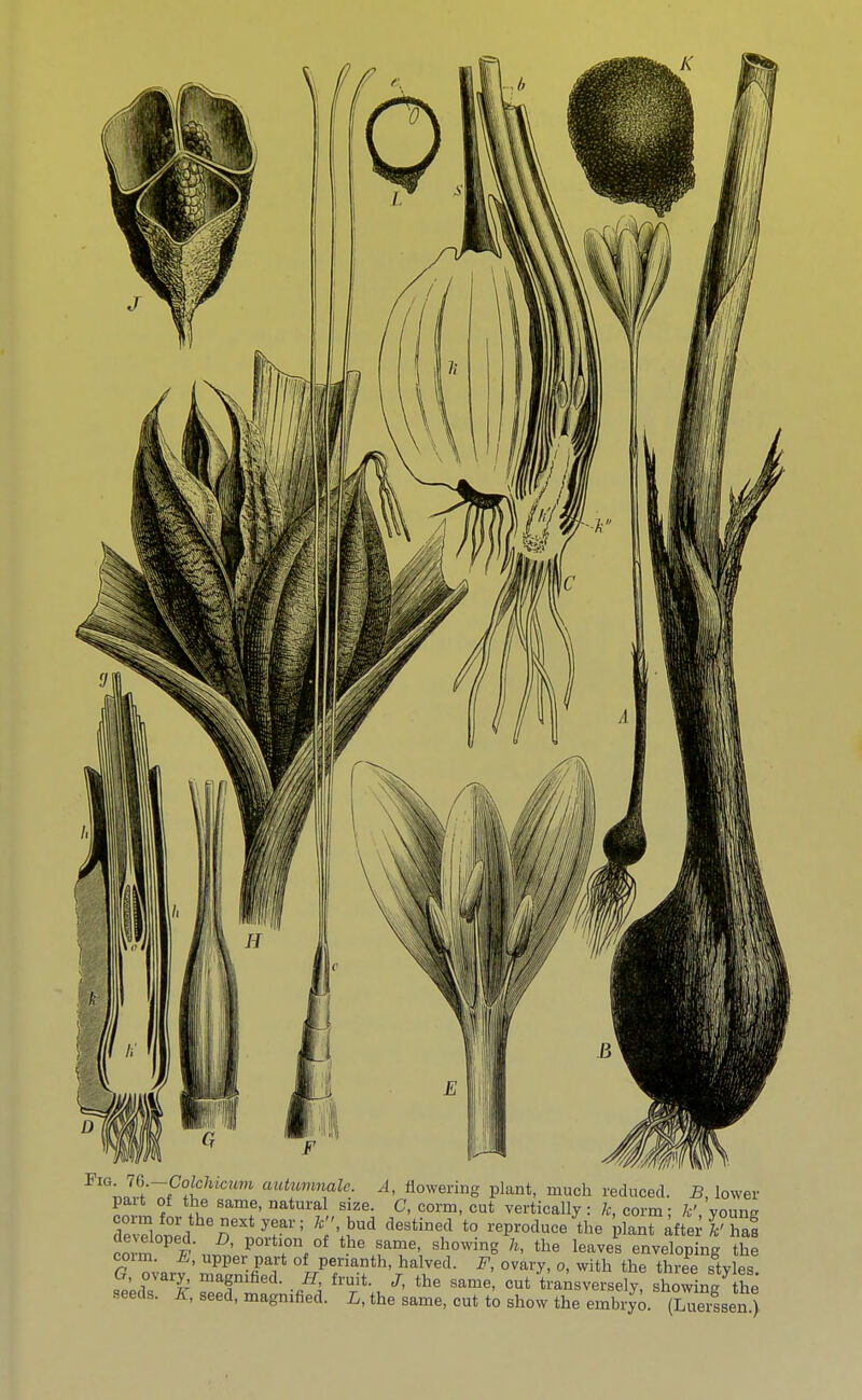 FlG;f0,^Mcum wimrmale. A, flowering plant, much reduced. B, lower pait of the same, natural size. C, corm, cut vertically: h, corm; k' young 11 r/r1' <leStiDe,d t0 »Pdnce7the plant after Has ae\ eloped. D, portion of the same, showing h, the leaves enveloping the corm. E, upper part of perianth, halved. F, ovary, o, with the thre ityles G ovary, magnified. H, fruit. J, the same, cut transversely, showing the' seeds. K, seed, magnified. L, the same, cut to show the embryo. (Wsseu )