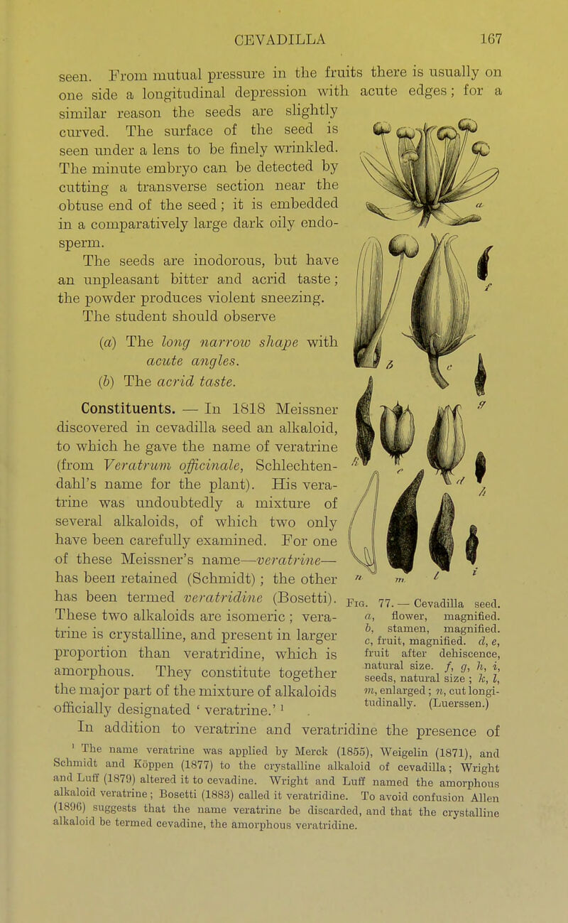seen. From mutual pressure in the fruits there is usually on one side a longitudinal depression with acute edges; for a similar reason the seeds are slightly curved. The surface of the seed is seen under a lens to be finely wrinkled. The minute embryo can be detected by cutting a transverse section near the obtuse end of the seed; it is embedded in a comparatively large dark oily endo- sperm. The seeds are inodorous, but have an unpleasant bitter and acrid taste; the powder produces violent sneezing. The student should observe (a) The long narrow shape with acute angles. (b) The acrid taste. Constituents. — In 1818 Meissner discovered in cevadilla seed an alkaloid, to which he gave the name of veratrine (from Veratrwm officinale, Schlechten- dahl's name for the plant). His vera- trine was undoubtedly a mixture of several alkaloids, of which two only have been carefully examined. For one of these Meissner's name—veratrine— has been retained (Schmidt); the other has been termed veratridine (Bosetti). These two alkaloids are isomeric ; vera- trine is crystalline, and present in larger proportion than veratridine, which is amorphous. They constitute together the major part of the mixture of alkaloids officially designated ' veratrine.'1 In addition to veratrine and veratridine the presence of 1 The name veratrine was applied by Merck (1855), Weigelin (1871), and Schmidt and Koppen (1877) to the crystalline alkaloid of cevadilla; Wright and Luff (1879) altered it to cevadine. Wright and Luff named the amorphous alkaloid veratrine; Bosetti (1883) called it veratridine. To avoid confusion Allen (1896) suggests that the name veratrine be discarded, and that the crystalline alkaloid be termed cevadine, the amorphous veratridine. Fig. 77. — Cevadilla seed. a, flower, magnified. b, stamen, magnified. c, fruit, magnified, d, e, fruit after dehiscence, natural size. /, g, h, i, seeds, natural size ; k, I, m, enlarged; n, cut longi- tudinally. (Luerssen.)