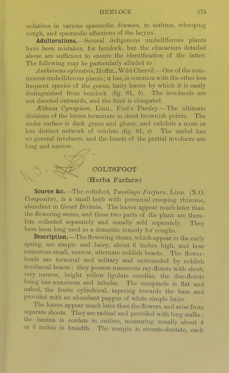 sedatives in various spasmodic diseases, in asthma, whooping cough, and spasmodic affections of the larynx. Adulterations.—Several indigenous umbelliferous plants have been mistaken for hemlock, but the characters detailed above are sufficient to ensure the identification of the latter. The following may be particularly alluded to : Antliriscus sylvestris, Hoffm., Wild Chervil.—One of the com- monest umbelliferous plants; it has, in common with the other less frequent species of the genus, hairy leaves by which it is easily distinguished from hemlock (fig. 81, b). The involucels are not directed outwards, and the fruit is elongated. Mthusa Cynapium, Linn., Fool's Parsley.—The ultimate divisions of the leaves terminate in short brownish points. The under surface is dark green and glossy, and exhibits a more or less distinct network of veinlets (fig. 81, c). The umbel has no general involucre, and the bracts of the partial involucre are long and narrow. COLTSFOOT (Herba Farfarae) Source &C.—The coltsfoot, Tussilago Farfara, Linn. (N.O. Composite), is a small herb with perennial creeping rhizome, abundant in Great Britain. The leaves appear much later than the flowering stems, and these two parts of the plant are there- fore collected separately and usually sold separately. They have been long used as a domestic remedy for coughs. Description.—The flowering stems, which appear in the early spring, are simple and hairy, about 6 inches high, and bear numerous small, narrow, alternate reddish bracts. The flower- heads are terminal and solitary and surrounded by reddish involucral bracts ; they possess numerous ray-florets with short, very narrow, bright yellow ligulate corollas, the disc-florets being less numerous and tubular. The receptacle is flat and naked, the fruits cylindrical, tapering towards the base and provided with an abundant pappus of white simple hairs. The leaves appear much later than the flowers, and arise from separate shoots. They are radical and provided with long stalks ; the lamina is cordate in outline, measuring usually about 4 or 5 inches in breadth. The margin is sinuate-dentate, each
