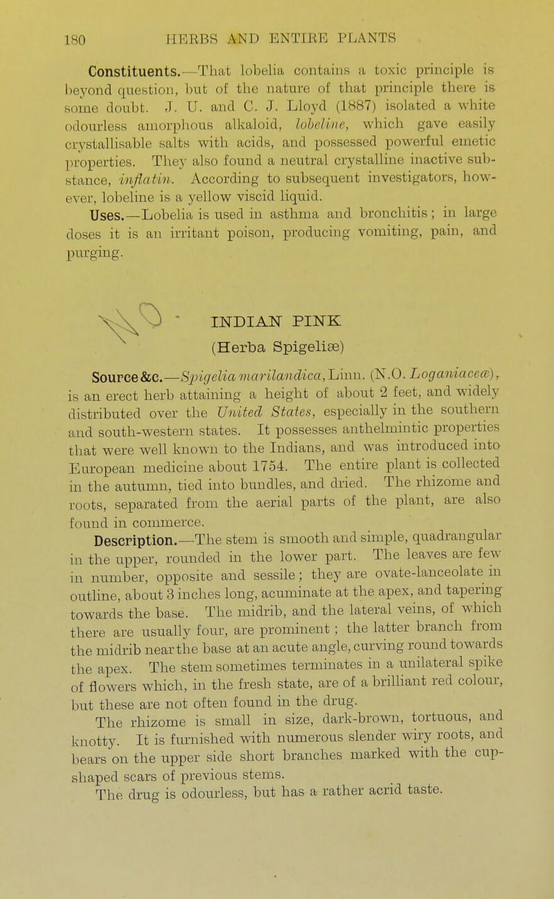 Constituents.—That lobelia, contains a toxic principle is beyond question, but of the nature of that principle there is some doubt. J. U. and C. J. Lloyd (1887) isolated a white odourless amorphous alkaloid, lubeline, which gave easily crystallisable salts with acids, and possessed powerful emetic properties. They also found a neutral crystalline inactive sub- stance, inflatin. According to subsequent investigators, how- ever, lobeline is a yellow viscid liquid. Uses.—Lobelia is used in asthma and bronchitis; in large doses it is an irritant poison, producing vomiting, pain, and purging. INDIAN PINK (Herba Spigelise) Soupee&c.— Spigeliamarilmdic(L,Ijw.n. {R.Q.Loganiacea), is an erect herb attaining a height of about 2 feet, and widely distributed over the United States, especially in the southern and south-western states. It possesses anthelmintic properties that were well known to the Indians, and was introduced into European medicine about 1754. The entire plant is collected in the autumn, tied into bundles, and dried. The rhizome and roots, separated from the aerial parts of the plant, are also found in commerce. Description.—The stem is smooth and simple, quadrangular in the upper, rounded in the lower part. The leaves are few in number, opposite and sessile; they are ovate-lanceolate m outline, about 3 inches long, acuminate at the apex, and tapering towards the base. The midrib, and the lateral veins, of which there are usually four, are prominent ; the latter branch from the midrib near the base at an acute angle, curving round towards the apex. The stem sometimes terminates in a unilateral spike of flowers which, in the fresh state, are of a brilliant red colour, but these are not often found in the drug. The rhizome is small in size, dark-brown, tortuous, and knotty. It is furnished with numerous slender wiry roots, and bears on the upper side short branches marked with the cup- shaped scars of previous stems. The drug is odourless, but has a rather acrid taste.