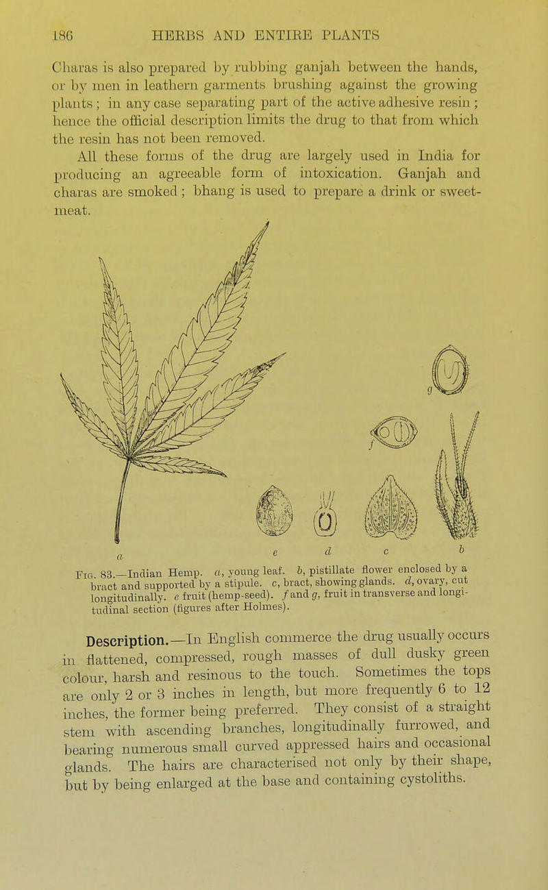( Ikhus is also prepared by rubbing ganjah between the hands, or by men in leathern, garments brushing against the growing plants; in any case separating part of the active adhesive rosin ; hence the official description limits the drug to that from which the resin has not been removed. All these forms of the drug are largely used in India for producing an agreeable form of intoxication. Ganjah and charas are smoked; bhang is used to prepare a drink or sweet- meat. a Fig 83 —Indian Hemp, a, young leaf, b, pistillate flower enclosed by a bract and supported by a stipule, c, bract, showing glands, d, ovary, cut longitudinally, e fruit (hemp-seed). / and g, fruit in transverse and longi- tudinal section (figures after Holmes). Description.—In English commerce the drug usually occurs m flattened, compressed, rough masses of dull dusky green colour, harsh and resinous to the touch. Sometimes the tops are only 2 or 3 inches in length, but more frequently 6 to 12 inches, the former being preferred. They consist of a straight stem with ascending branches, longitudinally furrowed, and bearing numerous small curved appressed hairs and occasional glands. The hairs are characterised not only by their shape, but by being enlarged at the base and containing cystoliths.