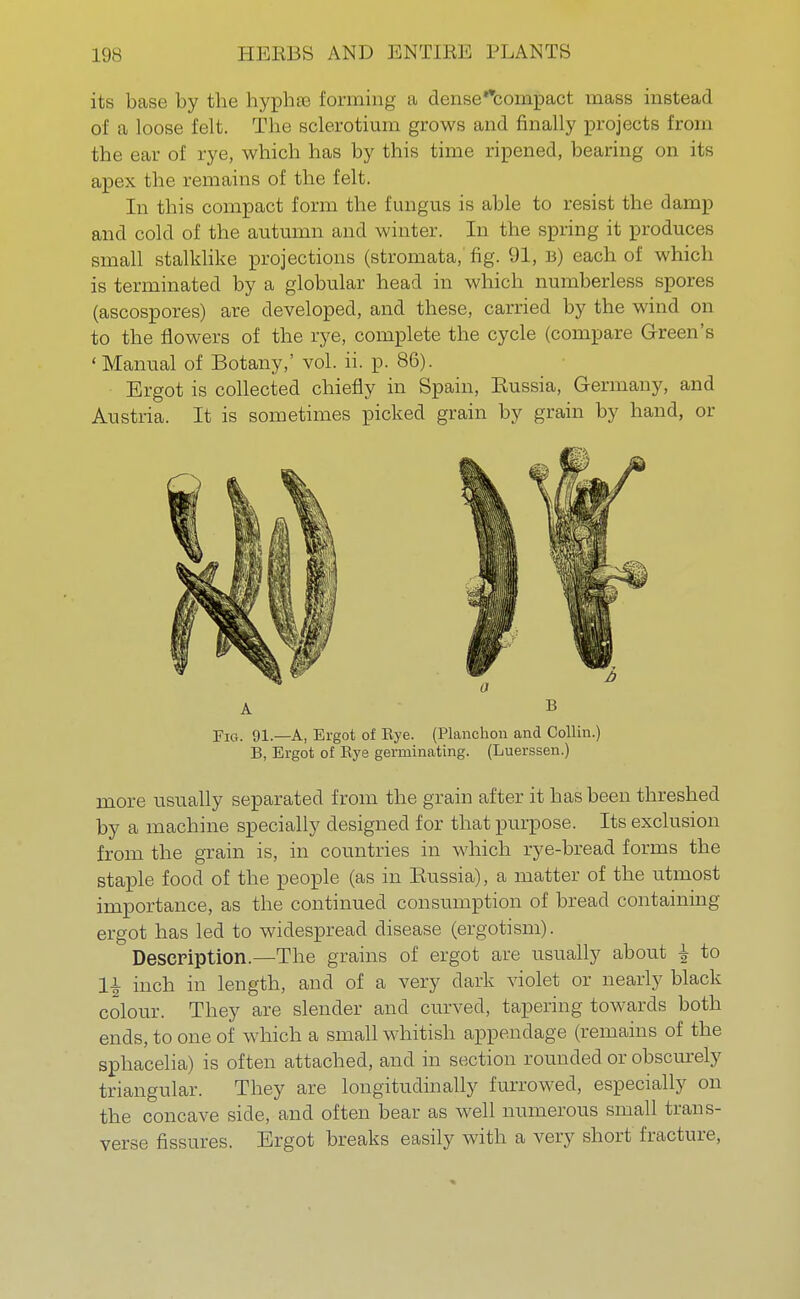its base by the hyphre forming a dense compact mass instead of a loose felt. The sclerotium grows and finally projects from the ear of rye, which has by this time ripened, bearing on its apex the remains of the felt. In this compact form the fungus is able to resist the damp and cold of the autumn and winter. In the spring it produces small stalklike projections (stromata, fig. 91, B) each of which is terminated by a globular head in which numberless spores (ascospores) are developed, and these, carried by the wind on to the flowers of the rye, complete the cycle (compare Green's 'Manual of Botany,' vol. ii. p. 86). Ergot is collected chiefly in Spain, Eussia, Germany, and Austria. It is sometimes picked grain by grain by hand, or Fig. 91.—A, Ergot of Eye. (Plaiichon and Collin.) B, Ergot of Eye germinating. (Luerssen.) more usually separated from the grain after it has been threshed by a machine specially designed for that purpose. Its exclusion from the grain is, in countries in which rye-bread forms the staple food of the people (as in Eussia), a matter of the utmost importance, as the continued consumption of bread containing ergot has led to widespread disease (ergotism). Description.—The grains of ergot are usually about £ to li inch in length, and of a very dark violet or nearly black colour. They are slender and curved, tapering towards both ends, to one of which a small whitish appendage (remains of the sphacelia) is often attached, and in section rounded or obscurely triangular. They are longitudinally furrowed, especially on the concave side, and often bear as well numerous small trans- verse fissures. Ergot breaks easily with a very short fracture,