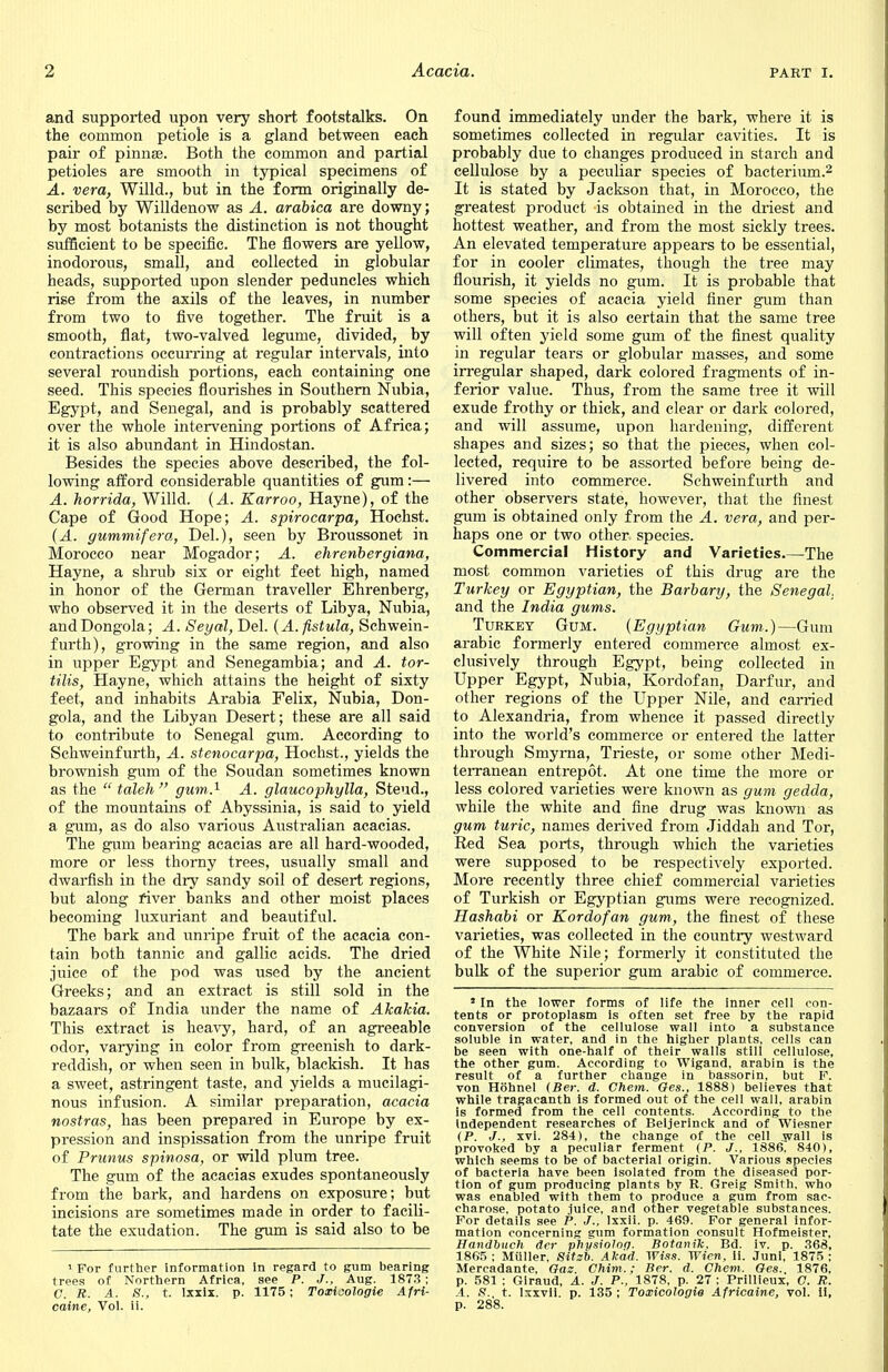 and supported upon very short footstalks. On the common petiole is a gland between each pair of pinna?. Both the common and partial petioles are smooth in typical specimens of A. vera, Willd., but in the form originally de- scribed by Willdenow as A. arabica are downy; by most botanists the distinction is not thought sufficient to be specific. The flowers are yellow, inodorous, small, and collected in globular heads, supported upon slender peduncles which rise from the axils of the leaves, in number from two to five together. The fruit is a smooth, flat, two-valved legume, divided, by contractions occurring at regular intervals, into several roundish portions, each containing one seed. This species flourishes in Southern Nubia, Egypt, and Senegal, and is probably scattered over the whole intervening portions of Africa; it is also abundant in Hindostan. Besides the species above described, the fol- lowing afford considerable quantities of gum:— A. horrida, Willd. (A. Karroo, Hayne), of the Cape of Good Hope; A. spirocarpa, Hochst. (A. gummif era, Del.), seen by Broussonet in Morocco near Mogador; A. ehrenbergiana, Hayne, a shrub six or eight feet high, named in honor of the German traveller Ehrenberg, who observed it in the deserts of Libya, Nubia, andDongola; A. Seyal, Del. {A. fistula, Schwein- furth), growing in the same region, and also in upper Egypt and Senegambia; and A. tor- tilis, Hayne, which attains the height of sixty feet, and inhabits Arabia Felix, Nubia, Don- gola, and the Libyan Desert; these are all said to contribute to Senegal gum. According to Schweinfurth, A. stenocarpa, Hochst., yields the brownish gum of the Soudan sometimes known as the  taleh gum.1 A. glaucophylla, Steud., of the mountains of Abyssinia, is said to yield a gum, as do also various Australian acacias. The gum bearing acacias are all hard-wooded, more or less thorny trees, usually small and dwarfish in the dry sandy soil of desert regions, but along fiver banks and other moist places becoming luxuriant and beautiful. The bark and unripe fruit of the acacia con- tain both tannic and gallic acids. The dried juice of the pod was used by the ancient Greeks; and an extract is still sold in the bazaars of India under the name of Akakia. This extract is heavy, hard, of an agreeable odor, varying in color from greenish to dark- reddish, or when seen in bulk, blackish. It has a sweet, astringent taste, and yields a mucilagi- nous infusion. A similar preparation, acacia nostras, has been prepared in Europe by ex- pression and inspissation from the unripe fruit of Primus spinosa, or wild plum tree. The gum of the acacias exudes spontaneously from the bark, and hardens on exposure; but incisions are sometimes made in order to facili- tate the exudation. The gum is said also to be » For further information in regard to gum bearing trees of Northern Africa, see P. J., Aug. 187.3 ; C. R. A. S., t. Ixxix. p. 1175; Toxijologie Afri- caine, Vol. ii. found immediately under the bark, where it is sometimes collected in regular cavities. It is probably due to changes produced in starch and cellulose by a peculiar species of bacterium.2 It is stated by Jackson that, in Morocco, the greatest product is obtained in the driest and hottest weather, and from the most sickly trees. An elevated temperature appears to be essential, for in cooler climates, though the tree may flourish, it yields no gum. It is probable that some species of acacia yield finer gum than others, but it is also certain that the same tree will often yield some gum of the finest quality in regular tears or globular masses, and some irregular shaped, dark colored fragments of in- ferior value. Thus, from the same tree it will exude frothy or thick, and clear or dark colored, and will assume, upon hardening, different shapes and sizes; so that the pieces, when col- lected, require to be assorted before being de- livered into commerce. Schweinfurth and other observers state, however, that the finest gum is obtained only from the A. vera, and per- haps one or two other species. Commercial History and Varieties.—The most common varieties of this drug are the Turkey or Egyptian, the Barbary, the Senegal. and the India gums. Turkey Gum. (Egyptian Gum.)—Gum arabic formerly entered commerce almost ex- clusively through Egypt, being collected in Upper Egypt, Nubia, Kordofan, Darfur, and other regions of the Upper Nile, and carried to Alexandria, from whence it passed directly into the world's commerce or entered the latter through Smyrna, Trieste, or some other Medi- terranean entrepot. At one time the more or less colored varieties were known as gum gedda, while the white and fine drug was known as gum turic, names derived from Jiddah and Tor, Red Sea ports, through which the varieties were supposed to be respectively exported. More recently three chief commercial varieties of Turkish or Egyptian gums were recognized. Hashabi or Kordofan gum, the finest of these varieties, was collected in the country westward of the White Nile; formerly it constituted the bulk of the superior gum arabic of commerce. 1 In the lower forms of life the inner cell con- tents or protoplasm is often set free by the rapid conversion of the cellulose wall into a substance soluble in water, and in the higher plants, cells can be seen with one-half of their walls still cellulose, the other gum. According to Wigand, arabin is the result of a further change in bassorin, but P. von Hohnel (Ber. d. Chem. Ges., 1888) believes that while tragacanth is formed out of the cell wall, arabin is formed from the cell contents. According to the independent researches of Beijerinck and of Wiesner (P. J., xvi. 284), the change of the cell wall is provoked by a peculiar ferment (P. J., 1886. 840), which seems to be of bacterial origin. Various species of bacteria have been isolated from the diseased por- tion of gum producing plants by R. Greig Smith, who was enabled with them to produce a gum from sac- charose, potato juice, and other vegetable substances. For details see P. J., lxxii. p. 469. For general infor- mation concerning gum formation consult Hofmeister, Handbuch der physiolog. Botanik, Bd. iv. p. 368, 1865 ; Miiller, Sitzb. Akad. Wiss. Wien. ii. Juni, 1875 ; Mercadante, Gas. Chim.; Ber. d. Chem. Ges.. 1876, p. 581 : Giraud, A. J. P., 1878, p. 27 : Prillieux, G. R. A. S.. t. Ixxvii. p. 135 ; Toxicologie Africaine, vol. ii, p. 288.