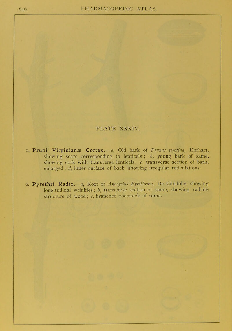 PLATE XXXIV. I. Pruni Virginianae Cortex.—a, Old bark of Primus serotina, Ehrhart, showing scars corresponding to lenticels ; young bark of same, showing cork with transverse lenticels; c, transverse section of bark, enlarged ; d, inner surface of bark, showing irregular reticulations. 2. Pyrethri Radix.—a, Root of Anacyclus Pyrethvtim, De CandoUe, showing longitudinal wrinkles; b, transverse section of same, showing radiate structure of wood; c, branched rootstock of same.