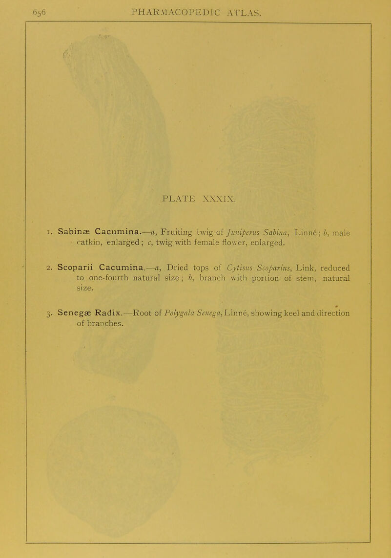 PLATE XXX LX. 1. Sabinee Cacumina.—a, Fruiting twig of Juuipcvus Sabina, Linne ; b, male ' catkin, enlarged; c, twig with female flower, enlarged. 2. Scoparii Cacumina.—a, Dried tops of Cytisus Scoparms, Link, reduced to one-fourth natural size ; b, branch with portion of stem, natural size. 3. Senegae Radix,—Root of Polygala Senega, Linne, showing keel and direction of branches.