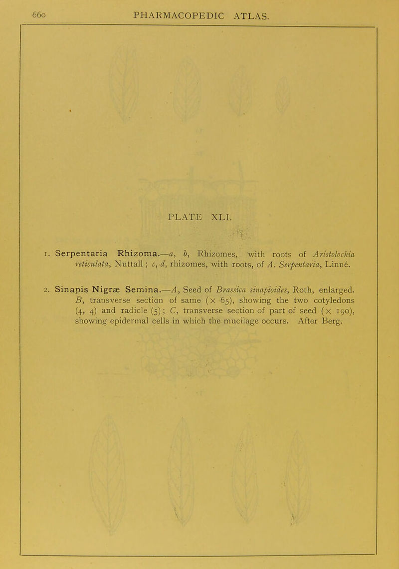 PLATE XLL Serpentaria Rhizoma.—a, b, Rhizomes, 'with roots of Aristolochia reticulata, Nuttall; c, d, rhizomes, with roots, of A. Serpentaria, Linne. Sinapis Nigrae Semina.—A, Seed of Brassica sinapioides, Roth, enlarged. B, transverse section of same (x 65), showing the two cotyledons (4, 4) and radicle (5); C, transverse section of part of seed (x 190), showing epidermal cells in which the mucilage occurs. After Berg.