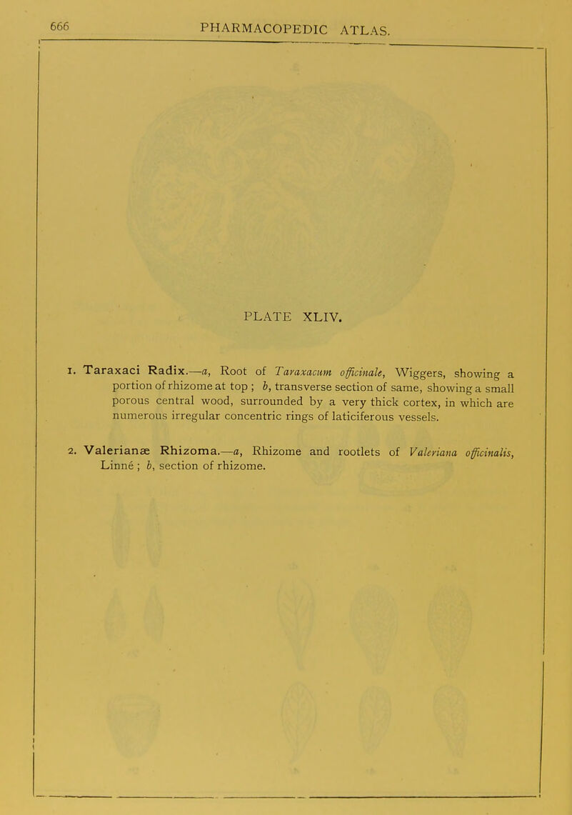 PLATE XLIV. 1. Taraxaci Radix.—a, Root of Taraxacum officinale, Wiggers, showing a portion of rhizome at top ; h, transverse section of same, showing a small porous central wood, surrounded by a very thick cortex, in which are numerous irregular concentric rings of laticiferous vessels. 2. Valerianae Rhizoma.—a. Rhizome and rootlets of Valeriana officinalis, Linne ; b, section of rhizome.