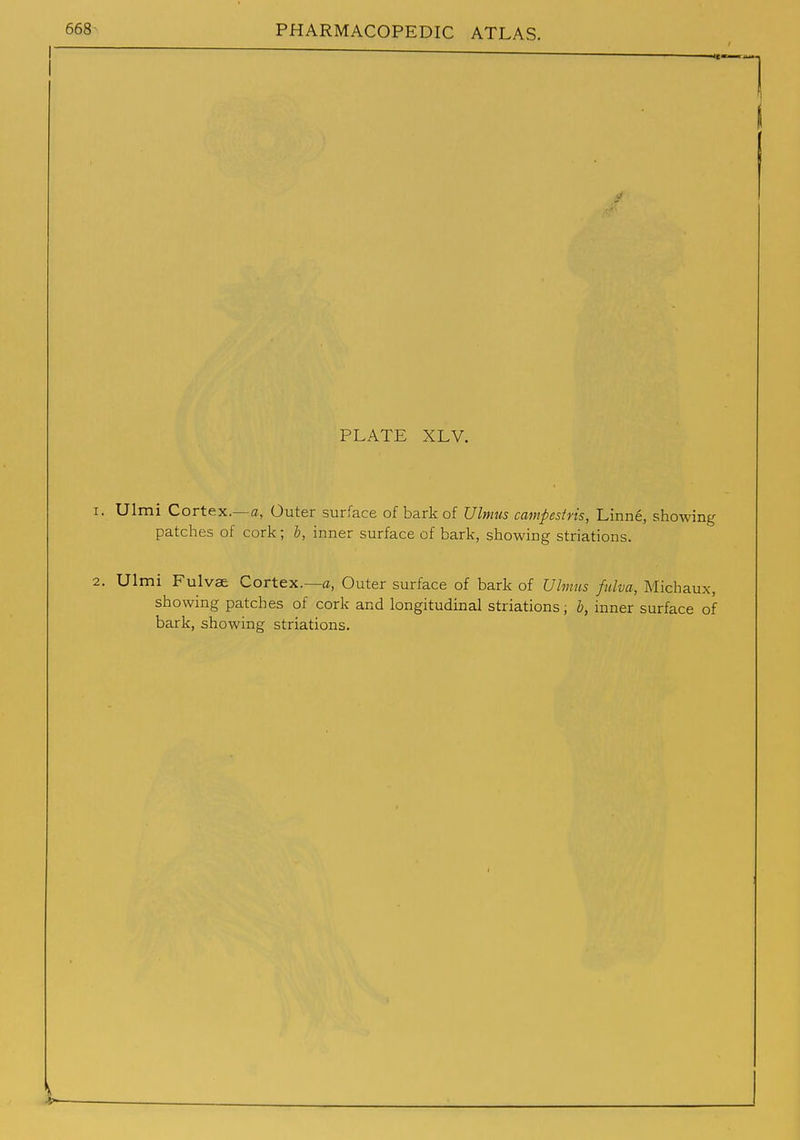 PLATE XLV. 1. Ulmi Cortex.—a, Outer surface of bark of Ulmus campestris, Linne, showing patches of cork; h, inner surface of bark, showing striations. 2. Ulmi Fulvae Cortex.—a, Outer surface of bark of Ulmus fulva, Michaux, showing patches of cork and longitudinal striations; h, inner surface of bark, showing striations.
