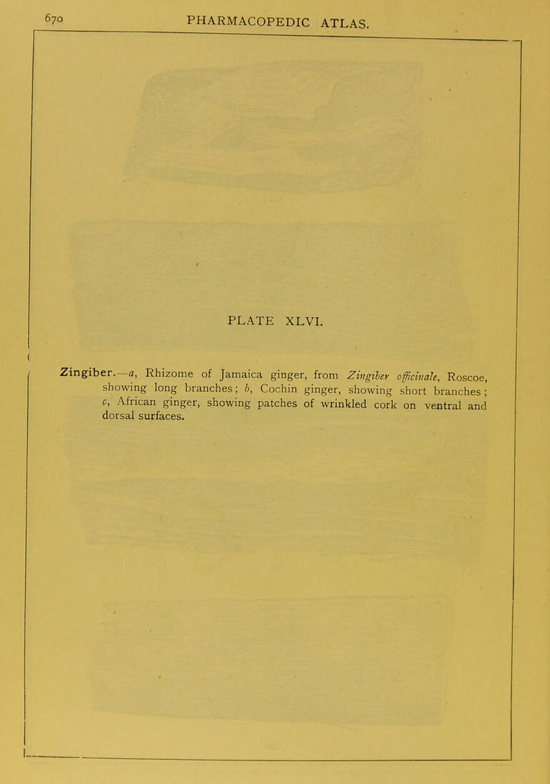 PLATE XLVL Zingiber.—fl, Rhizome of Jamaica ginger, from Zingiber officinale, Roscoe, showing long branches; b, Cochin ginger, showing short branches; c, African ginger, showing patches of wrinkled cork on ventral and dorsal surfaces.