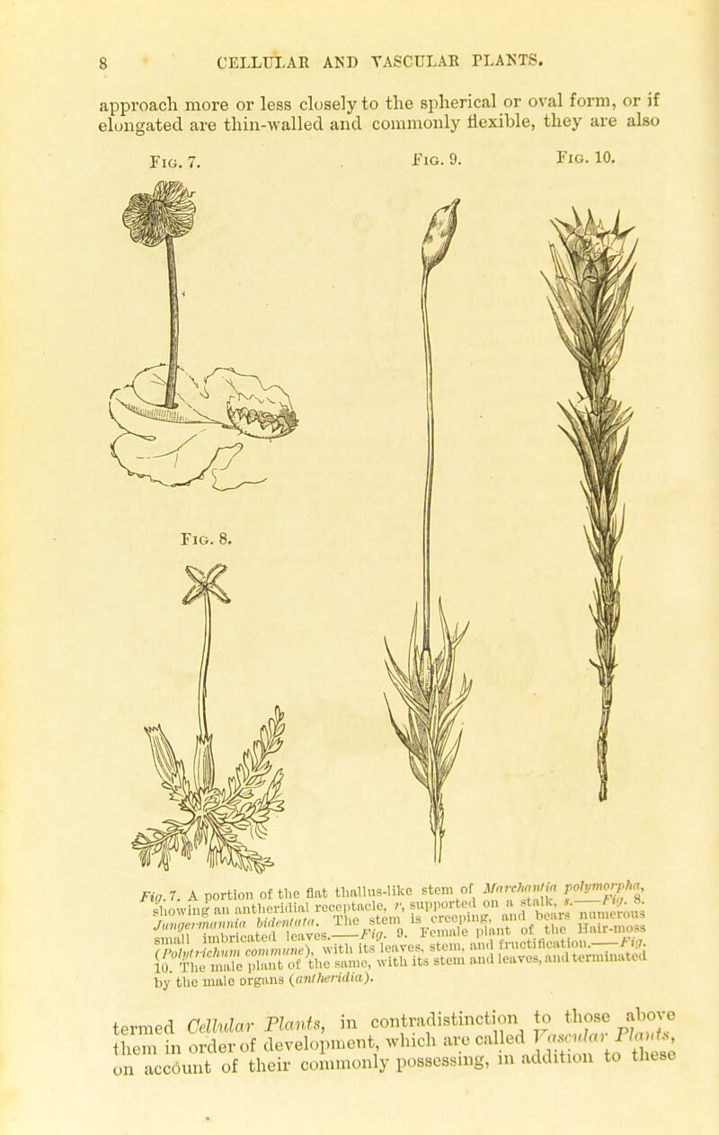 approach more or less closely to the spherical or oval form, or if elongated are thin-walled and commonly flexible, they are also Fig. 7. Fig. 9. Fig. 10. Fig. 8. Fia.1. A portion of the flat thallus-likc stem of Marchantia Polymorph^ by the male organs \antheridia). termed Cellular Plants, in contradistmct on to. those abov. them in order of development winch are called J ' > ■ account of their commonly possessing, in addition to these on