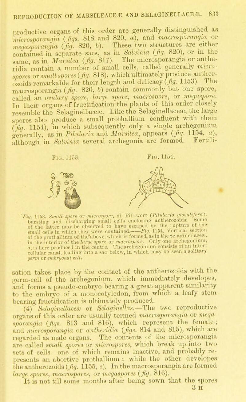 productive organs of this order are generally distinguished as microsporangia (figs. 81S and 820, a), and macrosporangta or megasporangia (jig. 820, b). These two structures are either contained in separate sacs, as in Salvinia (fig. 820), or in the same, as in Marsilea (fig. 817). The microsporangia or anthe- ridia contain a number of small cells, called generally micro- spores ot small spores (fig. 818), which ultimately produce anther- ozoids remarkable for their length and delicacy (fi.g. 1153). The inacrosporangia (fig. 820, b) contain commonly but one spore, called an ovulary spore, large spore, macrospore, or megaspore. In their organs of fructification the plants of this order closely resemble the Selaginellaceas. Like the SelaginelUcese, the large spores also produce a small prothallium confluent with them ( fig. 1154), in which subsequently only a single archegonium generally, as in Pilularia and Marsilea, appears (fig. 1154, a), although in Salvinia several archegonia are formed. Fertili- Fu;. J153. Fig. 1154. Fig 1153. Small spore or microspore, of Pill-wort (PUulaHa globuH/era), bursting and discharging small cells enclosing antherozoids. Some of the latter may be observed to have escaped by the rupture of the small cells in which thev were contained. Fig. 1154. Vertical section of the prothallium of the'above, which is formed, as in the Selaginellaoeoe, in the interior of the large spore or microspore. Only one archegonium, «, is here produced in the centre. The archegonium consists of an inter- cellular canal, leading into a sac below, iu which may be seen a solitary germ or embryonul cell. sation takes place by the contact of the antherozoids with the germ-cell of the archegonium, which immediately developes, and forms a pseudo-embryo bearing a great apparent similarity to the embryo of a monocotyledon, from which a leafy stem bearing fructification is ultimately produced. (4) Selagmellacese or Selaginellas.— The two reproductive organs of this order are usually termed inacrosporangia or mega sporangia (figs. 813 and 810), which represent the female; and microsporangia or antheiidia (figs. 814 and 815), which are regarded as male organs. The contents of the microsporangia are called small spores or microspores, which break up into two sets of cells—one of which remains inactive, and probably re- presents an abortive prothallium ; while the other developes the antherozoids (fig. 1155, <:)• In the inacrosporangia are formed large spwes, maerospores, or megaspores (fig. 810). It is not till some months after being sown that the spores 3 H