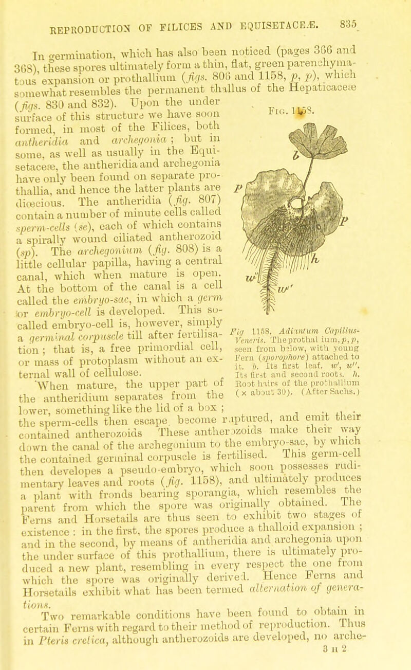 In termination, which has also been noticed (pages 3G6 an 1 368} these spores ultimately form a thin, flat, green parenchyma- tous expansion or prothallium (figs. 806 and 1158, p, p) which somewhat resembles the permanent thallus of the Hepaticaceae (figs. 830 and 832). Upon the under surface of this structure we have soon formed, in most of the Filices, both antheridia and archei/onia ; but in some, as well as usually in the Equi- setacefe, the antheridia and archegonia have only been found on separate pro- thallia, and hence the latter plants are dicecious. The antheridia (fig. 807) contain a number of minute cells called sperm-cells (se), each of which contains a spira lly wound ciliated antherozoid (sp). The archegonium (fiy. 808) is a little cellular papilla, having a central canal, which when mature is open. At the bottom of the canal is a cell called the embryo-sac, in which a germ tor embryo-cell is developed. This so- called embryo-cell is, however, simply a germinal corpuscle till after fertilisa- tion; that is, a free primordial cell, < ir mass of protoplasm without an ex- ternal wall of cellulose. When mature, the upper part of the antheridium separates from the lower, something like the lid of a box ; the sperm-cells then escape, become raptured, and emit their contained antherozoids These antherozoids make their way down the canal of the archegonium to the embryo-sac, by which the contained germinal corpuscle is fertilised. This germ-cell then developes a pseudo-embryo, which soon possesses rudi- mentary leaves and roots (fig, 1158), and ultimately produces a plant with fronds bearing sporangia, which resembles the parent from which the spore was originally obtained. Hie Ferns and Horsetails are thus seen to exhibit two stages of existence : in the first, the spores produce a thalloid expansion ; and in the second, by means of antheridia and archegonia upon the under surface of this prothallium, there is ultimately pro- duced a new plant, resembling in every respect the one from which the spore was originally derive 1. Hence Ferns and Horsetails exhibit what has been termed alternation of genera- 't'vvo remarkable conditions have been found to obtain in certain Ferns with regard to their method of repr< .duction. Thus in Pteris cretica, although antherozoids are developed, no arche- 3 h 2 Fiij 1158. AcUui/um CdpUlUS- Veneiis. Theprothal Lum.p, p, seen from b2lo\v, with \oung Fern (sporophore) attached to it,, b. Its first leaf, w', w. Its Brat ;uiil second root*, h. Root hairs of the proShallluni ( x about 30).. (After Sachs.)
