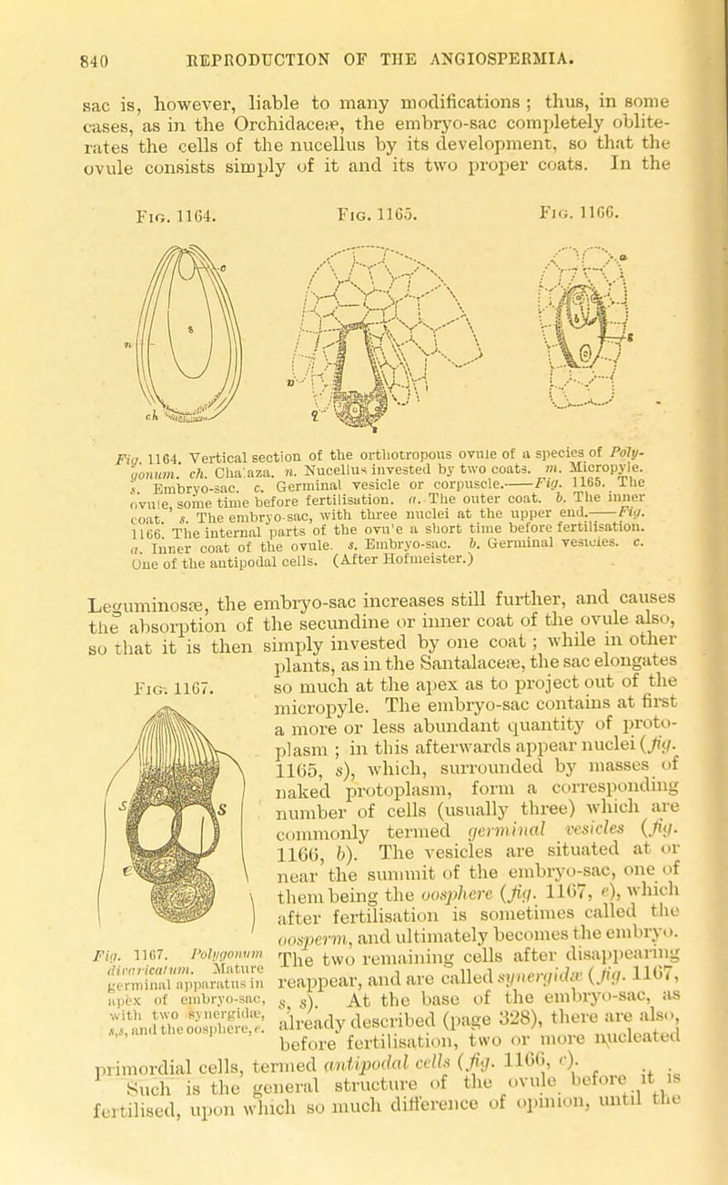 sac is, however, liable to many modifications ; thus, in some cases, as in the Orchidace;ie, the embryo-sac completely oblite- rates the cells of the nucellus by its development, so that the ovule consists simply of it and its two proper coats. In the Fig. 11G4. Fig. 11G.3. Fig. 11GG. A M >v / Vs. ' rl > 11A «V\ I Fig 1164 Vertical section of the ortliotropous ovule of a species of Poly- gonum, ch. Cha'.aza. n. Nucellus invested by two coats, m. Micropyle. s Embryo-sac. c. Germinal vesicle or corpuscle. Fig. 1165. llie ovule some time before fertilisation, a. The outer coat. 6. The inner coat s The embryo-sac, with three nuclei at the upper end. tig. 1166* The internal parts of the ovu'e a short time before fertilisation. a Inner coat of the ovule, s. Embryo-sac. 6. Germinal vesicles, c. One of the antipodal cells. (After Hofmeister.) Leo-uminosfE, the embryo-sac increases still further, and causes the absorption of the secundine or inner coat of the ovule aba •, so that it is then simply invested by one coat; while in other plants, as in the Santalacese, the sac elongates so much at the apex as to project out of the micropyle. The embryo-sac contains at first a more or less abundant quantity of proto- plasm ; in this afterwards appear nuclei (Jiy. 1165, s), which, surrounded by masses of naked protoplasm, form a corresponding number of cells (usually three) which are commonly termed germinal vesicles {fig. 1166, b). The vesicles are situated al or near the summit of the embryo-sac, one of them being the oosphere (Jig. 1167, e), which after fertilisation is sometimes called the oosperm, and ultimately becomes the embryo. The two remaining cells after disappearing dimrfcatum. Mature ■*-v' , ,11 i .,,,,..,,;,/.. / 111:7 eermina] apparatus in reappear, and are called synergicta {Jig. llW, apex of embryo-sac, s A At the base of the embryo-sac, as ri^n.HheoospuIre*: already described (page 328), there are also »it, and the ooBphere, e. two or m0re nucleated primordial cells, termed (mtvpodal cells (fig. L166, c). Such is the general structure of the ovule before it is feitilised, upon which so much difference of opinion, until the Fig. 1167. Polygonum ijivarfcaium. Mature