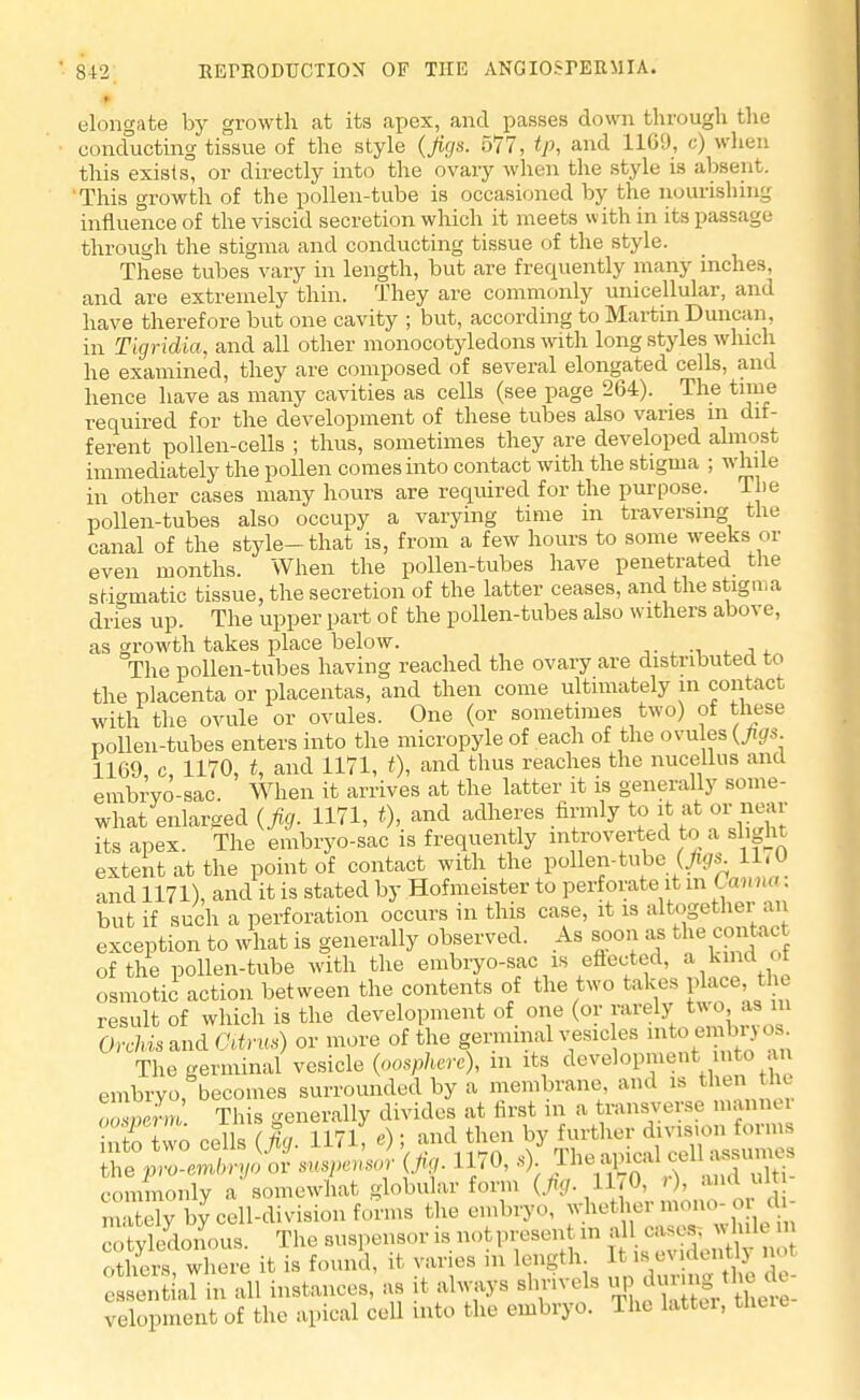 ' 9 elongate by growth at its apex, and passes down through the conducting tissue of the style (figs. 577, tp, and 1169, c) when this exists, or directly into the ovary when the style is absent. This growth of the pollen-tube is occasioned by the nourishing influence of the viscid secretion which it meets with in its passage through the stigma and conducting tissue of the style. These tubes vary in length, but are frecpiently many inches, and are extremely thin. They are commonly unicellular, and have therefore but one cavity ; but, according to Martin Duncan, in Tigridia, and all other monocotyledons with long styles which he examined, they are composed of several elongated cells, and hence have as many cavities as cells (see page 264). The time required for the development of these tubes also varies in dif- ferent pollen-cells ; thus, sometimes they are developed almost immediately the pollen comes into contact with the stigma ; while in other cases many hours are required for the purpose, l ie pollen-tubes also occupy a varying time in traversing the canal of the style-that is, from a few hours to some weeks or even months. When the pollen-tubes have penetrated the somatic tissue, the secretion of the latter ceases, and the stigma drfes up. The upper part o E the pollen-tubes also withers above, as growth takes place below. i. j <. The pollen-tubes having reached the ovary are distributed to the placenta or placentas, and then come ultimately in contact with the ovule or ovules. One (or sometimes two) of these pollen-tubes enters into the micropyle of each of the ovules {Jigs. 1169 c, 1170, t, and 1171, 0, and thus reaches the nucellus and embryo-sac When it arrives at the latter it is generally some- what enlarged (fig. 1171, t), and adheres firmly to it at or near its apex. The embryo-sac is frequently introverted to a slight extent at the point of contact with the pollen-tube (fas 11.0 and 1171), and it is stated by Hofmeister to perforate it in Can . but if such a perforation occurs in this case, it is altogether an exception to what is generally observed. As soon as the contact of the pollen-tube with the embryo-sac is effected, a kindot osmotic action between the contents of the two takes place the result of which is the development of one (or rarely two as in Orchis and Citrus) or more of the germinal vesic es toemb^Q*. The germinal vesicle (oosphere), m its development , into an embryo, becomes surrounded by a membrane, and is then the S This generally divides at first in a transverse nmnnei into Two cells (Iff. H71, e) ; and then by further division forms commonly a somewhat globular form (Jig. 11.0. ,). ana u mSybJcell-division forms the embryo, f^jj^fijfc cotyledonous. The suspensor is notpresen u> al J^g^ others, where it is found, it varies in length 1 >s h ^ essential in all instances, as it always shrivels up.during, the de velopmentof the apical cell into the embryo. The latter, there