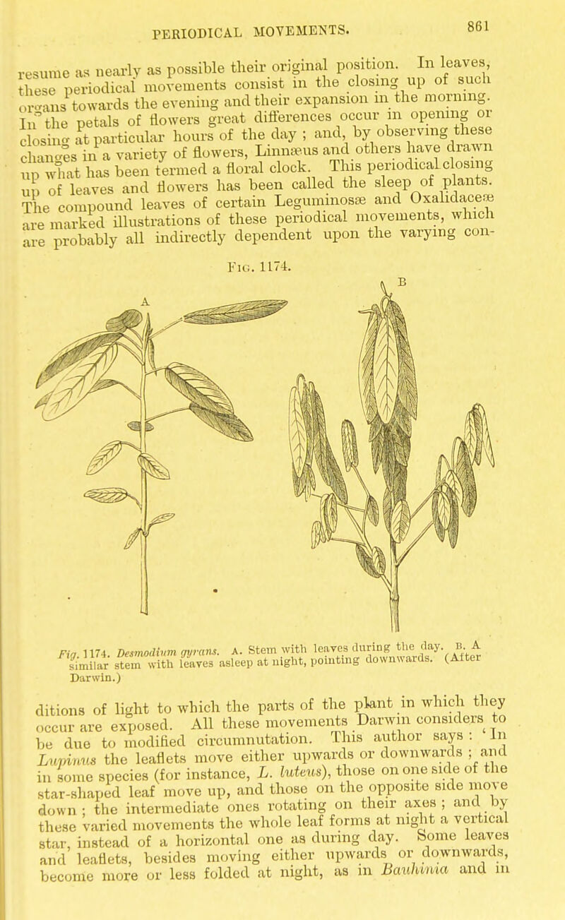 PERIODICAL MOVEMENTS. resume as nearly as possible their anginal position. In leaves Sese periodical movements consist in the closing up of such ori towards the evening and their expansion in the morning. In the petals of flowers great differences occur in opening or c osin-at particular hours of the day ; and by observing these c am.es in a variety of flowers, Linnaeus and others have drawn np what has been termed a floral clock Tins periodical closing Z of leaves and flowers has been called the sleep of plants. The compound leaves of certain Leguminosse and Oxalidace* are marked illustrations of these periodical movements, which are probably all indirectly dependent upon the varying con- 1174. Fig.Mi. Demodivm gyrans. A. Stem with leay^auring «^day B A Similar stem with leaves asleep at night, pointing downwards. (Altei Darwin.) ditions of light to which the parts of the plant in which they occur are exposed. All these movements Darwin considers to be due to modified circumnutation. This author says : In Lvmnws the leaflets move either upwards or downwards ; and in some species (for instance, L. luteus), those on one side of the star-shaped leaf move up, and those on the opposite side move down • the intermediate ones rotating on their axes; and by these varied movements the whole leaf forms at night a vertical star, instead of a horizontal one as during day. borne leaves and leaflets, besides moving either upwards or downwards, become more or less folded at night, as in Baulmna and in