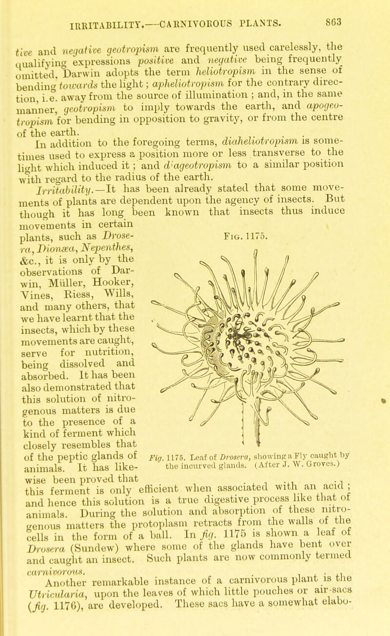 IRRITABILITY. CARNIVOROUS PLANTS. fm and negative geotwpism are frequently used carelessly, the Qualifying expressions positive and negative being frequently omitted. Darwin adopts the term heliotropistn in the sense of bending towards the light; apheliotropism for the contrary direc- tion i.e. away from the source of illumination ; and, in the same man'nerj geotropism to imply towards the earth, and apogeo- tropism for bending in opposition to gravity, or from the centre of the earth. , In addition to the foregoing terms, diahehotropism is some- times used to express a position more or less transverse to the light which induced it; and d:ageotropism to a similar position with regard to the radius of the earth. Irritability.—It has been already stated that some move- ments of plants are dependent upon the agency of insects. But though it has long been known that insects thus induce movements in certain plants, such as Drose- Fig. 1175. ra, Dionsea, Nepenthes, &c, it is only by the observations of Dar- win, Muller, Hooker, Vines, Eiess, Wills, and many others, that we have learnt that the insects, which by these movements are caught, serve for nutrition, being dissolved and absorbed. It has been also demonstrated that this solution of nitro- genous matters is due to the presence of a kind of ferment which closely resembles that of the peptic glands of animals. It has like- wise been proved that , this ferment is only efficient when associated with an acid; and hence this solution is a true digestive process like that oi animals. During the solution and absorption of these nitro- genous matters the protoplasm retracts from the walls of the cells in the form of a ball. In fig. 1175 is shown a leaf of Drosera (Sundew) where some of the glands have bent over and caught an insect. Such plants are now commonly termed carnivorous, . . . Another remarkable instance of a carnivorous plant is the Utricularia, upon the leaves of which little pouches or air-sacs (Jig. 1176), are developed. These sacs have a somewhat elabo- Fig. 1175. Leaf of Drosera, showing a Fly caught by the incurved glands. (After J. W. Groves.)