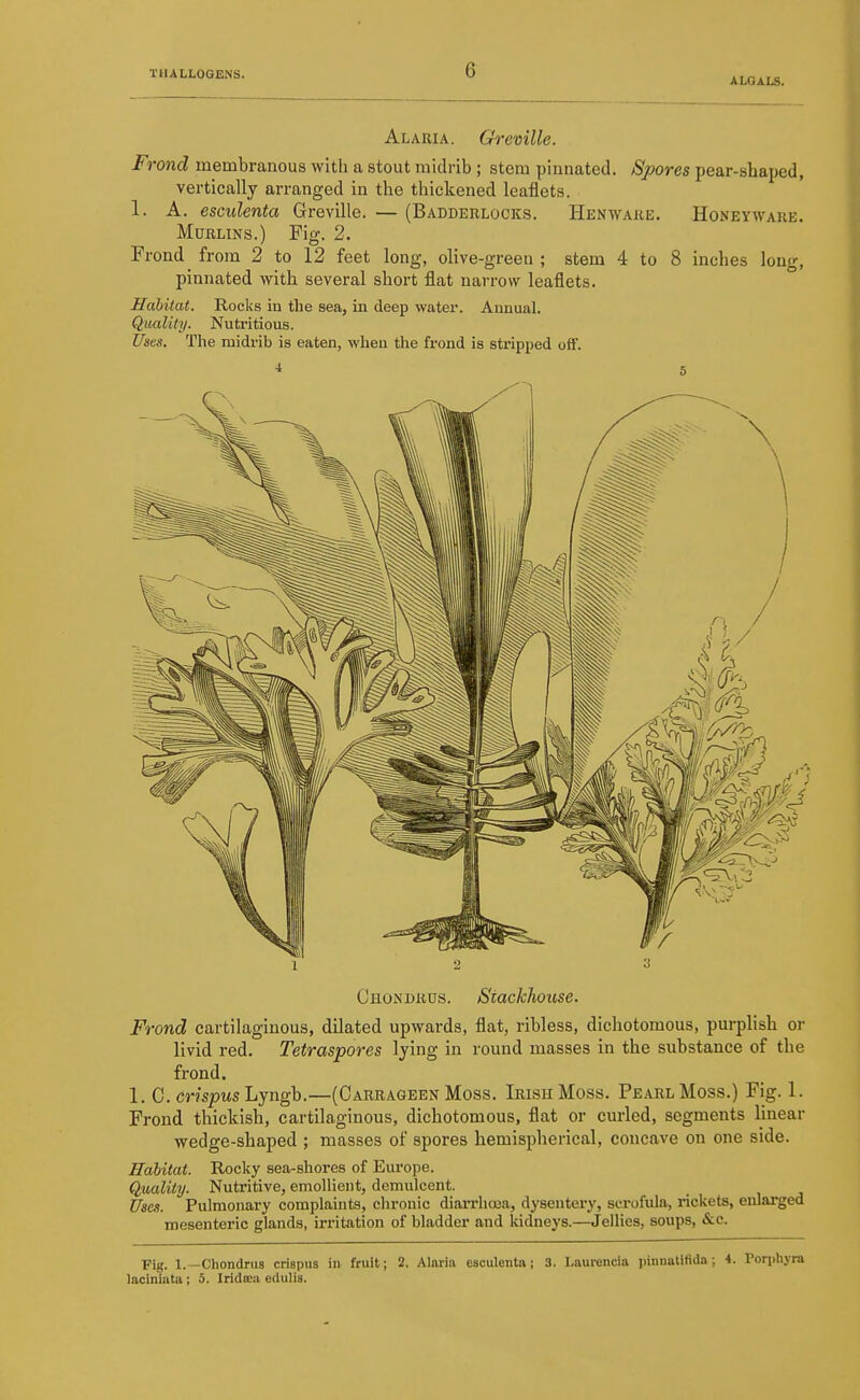 ALGALS. Alaria. Greville. Frond membranous witli a stout midrib ; stem pinnated. Spores pear-shaped, vertically arranged in the thickened leaflets. 1. A. esculenta Greville. — (Badderlocks, Henwake. Honeyware. MuRLiNs.) Fig. 2. Frond from 2 to 12 feet long, olive-green ; stem 4 to 8 inches long, pinnated with several short flat narrow leaflets. Habitat. Rocks in the sea, in deep water. Annual. Quality. Nutritious. Uses. The midi-ib is eaten, when the frond is stripped off. Chondrus. Stackhouse. Frond cartilaginous, dilated upwards, flat, ribless, dichotomous, purplish or livid red. Tetraspores lying in round masses in the substance of the frond. 1. C. crispusLjngh.—(Carrageen Moss. Irish Moss. Pearl Moss.) Fig. 1. Frond thickish, cartilaginous, dichotomous, flat or curled, segments linear wedge-shaped ; masses of spores hemispherical, concave on one side. Habitat. Rocky sea-shores of Europe. Quality. Nutritive, emollient, demulcent. Uses. Pulmonary complaints, chronic diarrhosa, dysentery, scrofula, rickets, enlarged mesenteric glands, irritation of bladder and Iddneys.—-Jellies, soups, &c. ■pig. 1.—Chondrus crispus in fruit; 2. Alaria esculento; 3. Laurencia pinnatifida; 4. Porphyi laciniata; 5. Iridoea edulis.