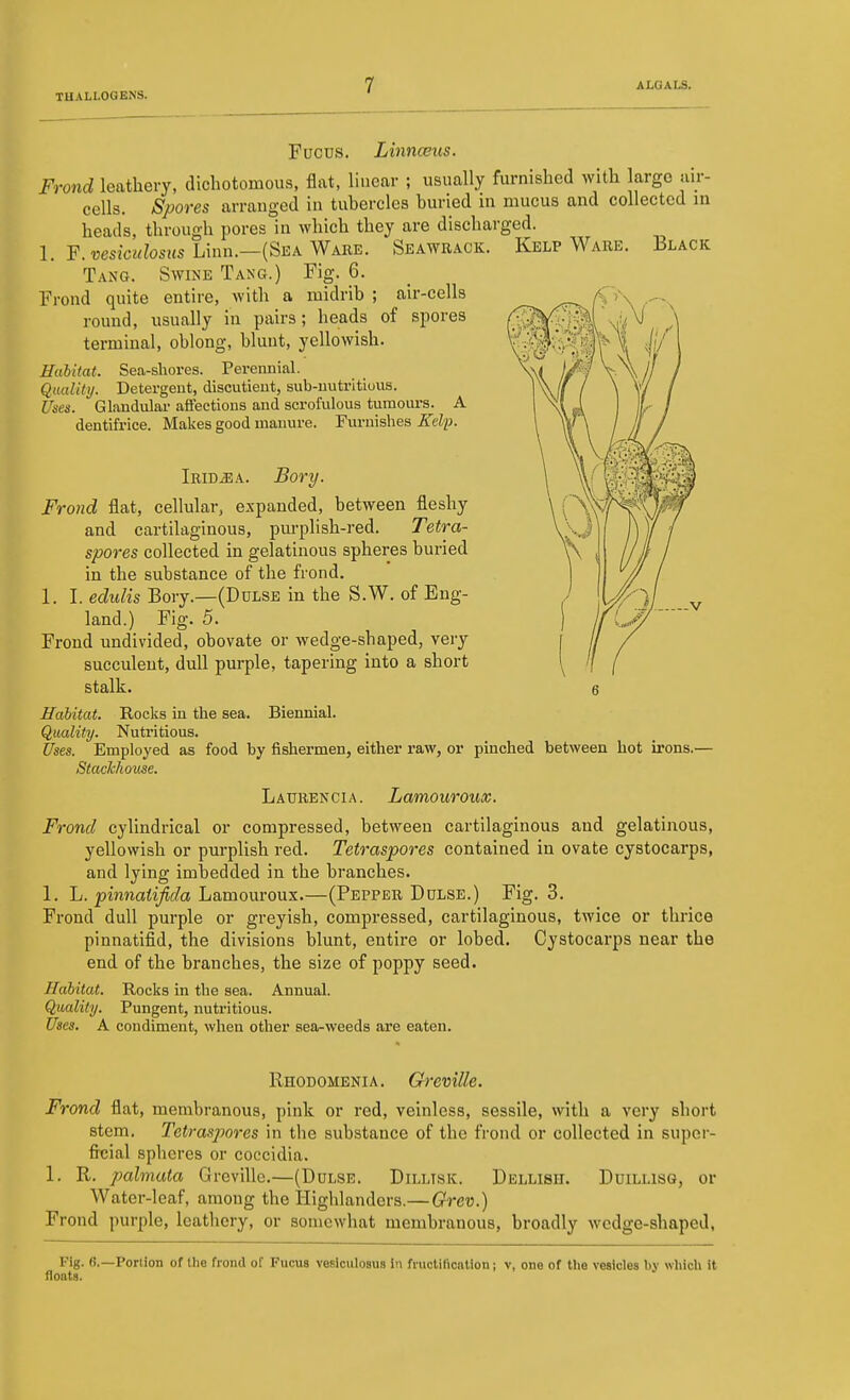 Fucus. Linnceus. Frond leathery, dicliotomous, flat, linear ; usually furnished with largo air- cells. Spores arranged in tubercles buried in mucus and collected in heads, through pores in Avhich they are discharged. 1. F. resicM^osHs Linn.—(Sea Ware. Seawrack. Kelp Ware. Black Tang. Swine Tang.) Fig. 6. Frond quite entire, with a midrib ; air-cells round, usually in pairs; heads of spores terminal, oblong, blunt, yellowish. Habitat. Sea-shores. Perennial. Quality. Detergent, discutieut, sub-uutritious. Uses. Glandulai- affections and scrofulous tumoui-s. A dentifrice. Makes good manure. Furnishes Kelp. Irid^a. Bory. Frond flat, cellular, expanded, between fleshy and cartilaginous, pm-plish-red. Tetra- spores collected in gelatinous spheres buried in the substance of the frond, 1. I. edulis Bory.—(Dulse in the S.W. of Eng- land.) Fig. 5. Frond undivided, obovate or wedge-shaped, very succulent, dull purple, tapering into a short stalk. 6 Habitat. Rocks in the sea. Biennial. Quality. Nutritious. Uses. Employed as food by fishermen, either raw, or pinched between hot irons.— StacTchouse. Laurencia. Lamouroux, Frond cylindrical or compressed, between cartilaginous and gelatinous, yellowish or purplish red. Tetraspores contained in ovate cystocarps, and lying imbedded in the branches. 1. L. pinnatifida Lamouroux.—(Pepper Dulse.) Fig. 3. Frond dull purple or greyish, compressed, cartilaginous, twice or thrice pinnatifid, the divisions blunt, entire or lobed. Cystocarps near the end of the branches, the size of poppy seed. Habitat. Rocks in the sea. Annual. Quality. Pungent, nutritious. Uses. A condiment, when other sea-weeds are eaten. Rhodomenia. Greville. Frond flat, membranous, pink or red, veinless, sessile, with a very short stem. Tetrasjjores in the substance of the frond or collected in super- fitjial spheres or coccidia. 1. R. palmata Greville.—(Dulse. Dillisk. Dellish. Duillisg, or Water-leaf, among the Highlanders.— Grcv.) Frond purple, leathery, or somewhat membranous, broadly wedge-shaped, Fig. 6.—Portion of the frond of Fucus vesiculosus In fi'uctiftcntion; v, one of the vesicles by which it floats.