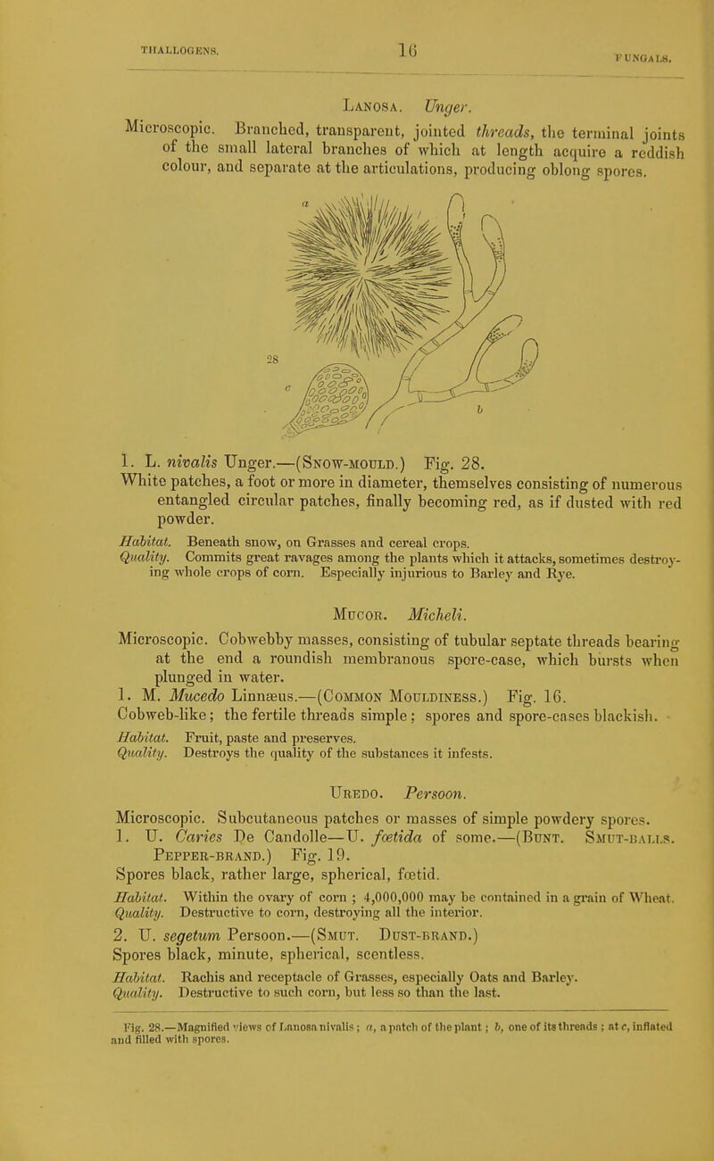 FUNGAL8. L AN OS A. linger. Microscopic. Brauclied, transparent, jointed threads, tlie terminal joints of the small lateral branches of which at length acquire a reddish colour, and separate at the articulations, producing oblong spores. 1. L. nivalis linger.—(Snow-mould.) Fig. 28. White patches, a foot or more in diameter, themselves consisting of numerous entangled circular patches, finally becoming red, as if dusted with red powder. Habitat. Beneath snow, on Grasses and cereal crops. Quality. Commits great ravages among the plants which it attacks, sometimes destroy- ing whole crops of corn. Especially injurious to Barley and Rye. MucoR. Micheli. Microscopic. Cobwebby masses, consisting of tubular septate threads bearing at the end a roundish membranous spore-case, which bursts when plunged in water. 1. M. Mucedo Linnasus.—(Common Motjldiness.) Fig. 16. Cobweb-like; the fertile threads simple; spores and spore-cases blackish. Habitat. Fruit, paste and preserves. Qmlity. Destroys the quality of the substances it infests. Ubedo. Persoon. Microscopic. Subcutaneous patches or masses of simple powdery spores. 1. U. Caries De Candolle—U. foetida of .some.—(Bunt. Smut-bai.i.s. Pepper-brand.) Fig. 19. Spores black, rather large, spherical, foetid. Habitat. Within the ovary of corn ; 4,000,000 may be contained in a grain of Whe.it. Quality. Destructive to corn, destroying all the interior. 2. U. segetum Persoon.—(Smut. Dust-brand.) Spores black, minute, spherical, scentless. Habitat. Rachis and receptacle of Grasses, especially Oats and Barley. Quality. Destructive to such corn, but less so than the last. Fig. 28.—Magnified views of Lnnosa nivalis; n, a pntcli of the plant; b, one of its threads ; at c, inflated and filled with spores.