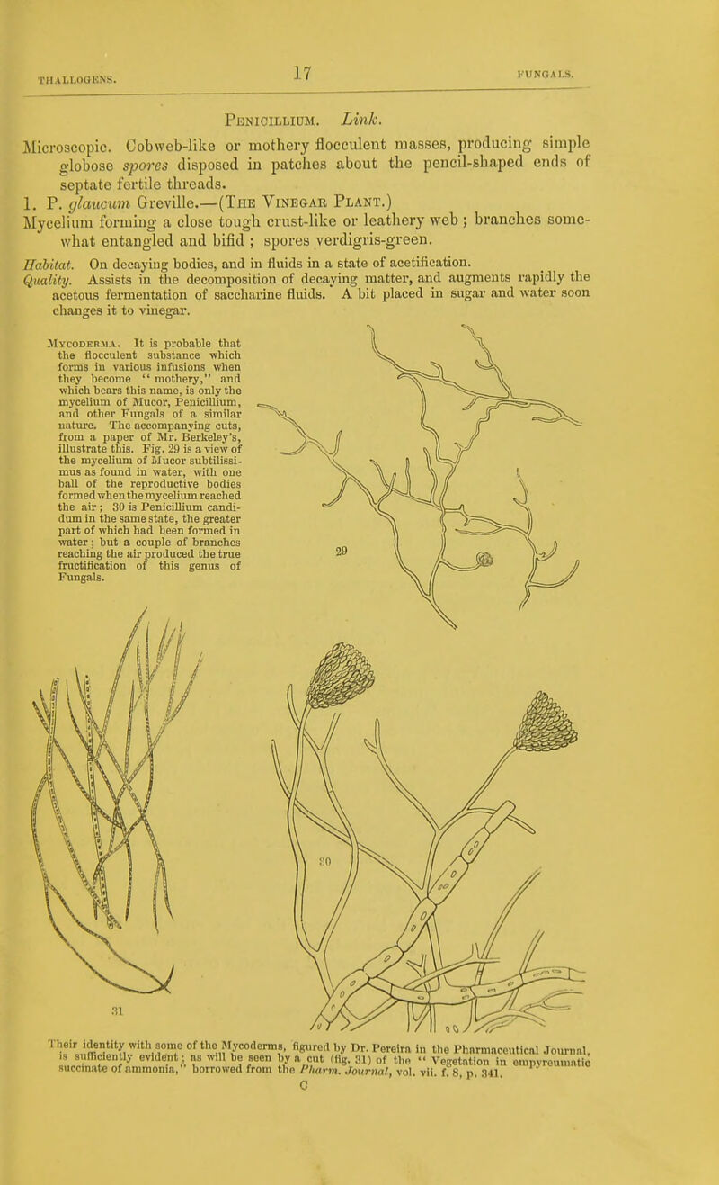 Penicillium. Link. Microscopic. Cobweb-like or inothery flocculent masses, producing simple globose spores disposed in patches about the pencil-shaped ends of septate fertile threads. 1. P. glauGum Greville.—(The Vinegar Plant.) Mycelium forming a close tough crust-like or leathery web; branches some- what entangled and bifid ; spores verdigris-green. Hahitat. On decaying bodies, and in fluids in a state of acetifieation. Quality. Assists in tlie decomposition of decaying matter, and augments rapidly the acetous fermentation of saccharine fluids. A bit placed in sugai- and water soon changes it to vmegar. JMycoderma. It is probable that the flocculent substance which forms in various infusions when they become  mothery, and which bears this name, is only the mycelium of Mucor, Penicillium, and other Fungals of a similar nature. The accompanying cuts, from a paper of Mr. Berkeley's, illustrate this. Fig. 29 is a view of the mycelium of IMucor subtilissi- mu3 as found in water, with one ball of the reproductive bodies formed when the mycelium reached the air ; 30 is Penicillium candi- dum in the same state, the greater part of which had been formed in water; but a couple of branches reaching the au- produced the true fructification of this genus of Fungals. .11 1 heir identity with some of the Mycodermg, figiired by Dr. Pereira in the Pharmaceutical .lournal. IS sufficiently evident ; ns will be seen by a cut (fig. 31) of the  Vegetation in emnvreumatic succinate of ammonia, borrowed from the Pharm Journal, vol. vii. ffs, p. 341 'P^'^^™'^' C