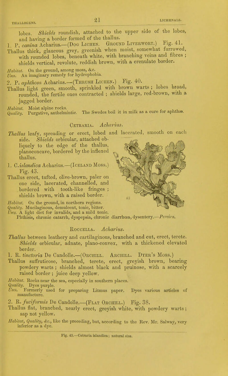 ■nCALLOGKNS. lobes. Shields roundish, attached to the upper side of the lobes, and having a border formed of the thallus. 1. P. canina Acharius.—(Dog Lichen. Ground LivEawoRX.) Fig. 41. Thallus thick, glaucous grey, greenish when moist, somewhat furrowed, with rounded lobes, beneath white, with branching veins and fibres ; shields vertical, revolute, reddish brown, with a crenulate border. Habitat. On the ground, among moss, &c. Uses. An imaginary remedy for hydrophobia, 2. P. aphthosa Acharius.—(Thrush Lichen.) Fig. 40. Thallus light green, smooth, sprinkled with brown warts ; lobes broad, rounded, the fertile ones contracted ; shields large, red-brown, with a jagged border. Habitat. Moist alpine rocks. j. , ., Quality. Purgative, anthelmintic. The Swedes boil it in milk as a cure tor aphtUea. Cetraria. Acharius. Thallus leafy, spreading or erect, lobed and lacerated, smooth on each side. Shields orbicular, attached ob- liquely to the edge of the thallus, planoconcave, bordered by the inflexed thallus. 1. G.islandica Acharius.—(Iceland Moss.) Fig. 43. Thallus erect, tufted, olive-brown, paler on one side, lacerated, channelled, and bordered with tooth-like fringes ; shields brown, with a raised border. Habitat. On the ground, in northern regions. Quality. Mucilaginous, demulcent, tonic, bitter. Uses. A light diet for invahds, and a mild tonic. Phthisis, chronic catarrh, dyspepsia, chronic diaiThoea, dysentery.—Pereira. RoccELLA. Acharius. Thallus between leathery and cartilaginous, branched and cut, erect, terete. Shields orbicular, adnate, plano-convex, with a thickened elevated border. 1. R. tinctoria De CandoUe.—(Orchill, Archill. Dyer's Moss.) Thallus suffruticose, branched, terete, erect, greyish brown, bearing powdery warts ; shields almost black and pruinose, with a scarcely raised border ; juice deep yellow. Habitat. Rocks near the sea, especially in southern places. Quality. Dyes pm-ple. Uses. Formerly used for preparing Litmus paper. Dyes various articles of manufacture. 2. fuciformis De CandoUe.—(Flat Orchill.) Fig. 38. Thallus flat, branched, nearly erect, greyish white, with powdery warts; sap not yellow. Habitat, Quality, &c., like the preceding, but, according to the Rev. Mr. Salway, very inferior as a dye.