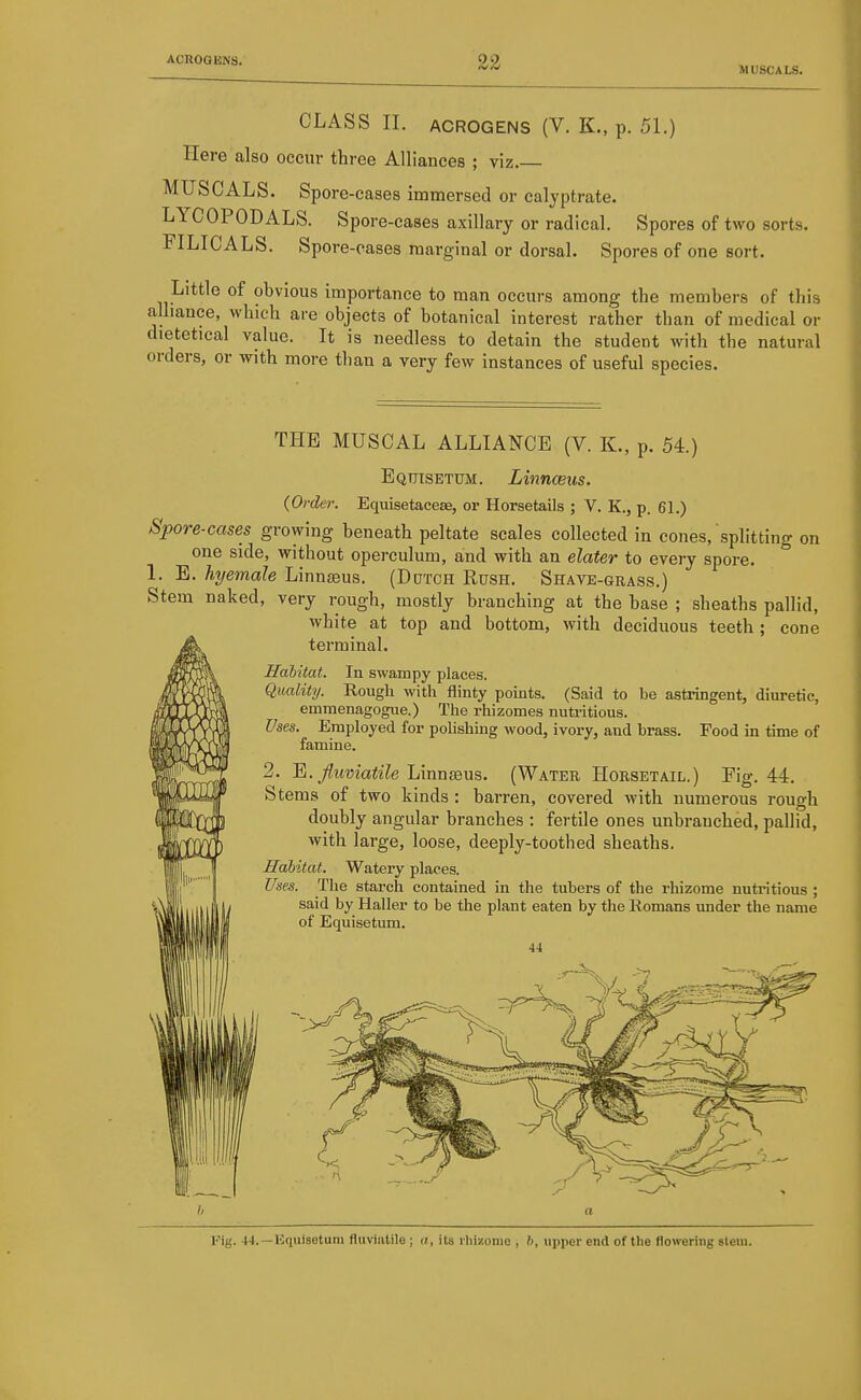 MUSCALS. CLASS IL ACROGENS (V. K., p. 51.) Here also occur three Alliances ; viz. MUSCALS- Spore-cases immersed or calyptrate. LYCOPODALS. Spore-cases axillary or radical. Spores of two sorts. FILICALS. Spore-oases marginal or dorsal. Spores of one sort. Little of obvious importance to man occurs among the members of this alliance, which are objects of botanical interest rather than of medical or dietetical value. It is needless to detain the student with the natural orders, or with more tlian a very few instances of useful species. THE MUSCAL ALLIANCE (V. K., p. 54.) Equisetum. Linnceus. (Order. Equisetaceae, or Horsetails ; V. K., p. 61.) Spore-cases growing beneath peltate scales collected in cones, splitting on one side, without operculum, and with an elater to every spore. 1. B. hyemale Linnaeus. (Dutch Rush. Shave-grass.) Stem naked, very rough, mostly branching at the base ; sheaths pallid, white at top and bottom, with deciduous teeth ; cone terminal. Habitat. In swampy places. Quality. Rough with flinty points. (Said to be astringent, diuretic, emmenagogue.) The rhizomes nutritious. Uses. Employed for pohshing wood, ivory, and brass. Food in time of famine. 2. ^. fiimatile lAwass:Vi%. (Water Horsetail.) Fig. 44. Stems of two kinds: barren, covered with numerous rough doubly angular branches : fertile ones unbranched, pallid, with large, loose, deeply-toothed sheaths. Habitat. Watery places. Uses. The stai-eh contained in the tubers of the rhizome nuti'itious ; said by Haller to be the plant eaten by the Romans under the name of Equisetum. 44 Kig. 44. —Hqulsetum fluviutile ; n, its rhizomo , b, upper end of the flowering stem.