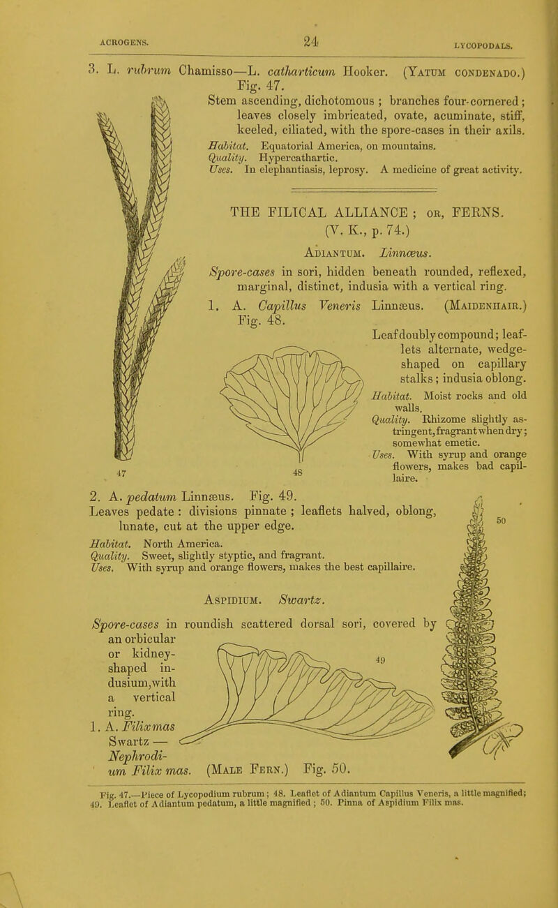 LYCOPODALS. (Yatum condenado,) L. rulmm Chamisso—L. catJiarticum Hooker. Fig. 47. Stem ascending, dichotomous ; branches four-cornered; leaves closely imbricated, ovate, acuminate, stiff, keeled, ciliated, with the spore-cases in their axils. Eahitat. Equatorial America, on mountains. Quality. Hypercathartic. Uses. In elephantiasis, leprosy. A medicine of great activity. 47 THE FILICAL ALLIANCE ; or, FERNS. (V. K., p. 74.) Adiantum. Lmnceus. Spore-cases in sori, hidden beneath rounded, reflexed, marginal, distinct, indusia with a vertical ring. 1. A. Capilhis Veneris Linnceus. (MAiDENnAiR.) Fig. 48. Leaf doubly compound; leaf- lets alternate, wedge- shaped on capillary stalks; indusia oblong. Habitat. Moist rocks and old walls. Quality. Rhizome slightly as- tringent, fragrant when dry; somewhat emetic. Uses. With syrup and orange flowers, makes bad capil- laire. 2. A, pedaium Linnseus. Fig. 49. Leaves pedate : divisions pinnate ; leaflets halved, oblong, lunate, cut at the upper edge. Habitat. North America. Quality. Sweet, slightly styptic, and fragi-ant. Uses, With syrup and orange flowers, makes the best capillaire. AspiDioM. Swartz. Spore-cases in roundish scattered dorsal sori, covered by an oi'bicular or kidney- shaped in- dusium,with a vertical ring. 1. A. Filixmas Swartz — JSfephrodi- ' urn Filix mas. (Male Fern.) Fig. 50. Fig. 47. Piece of Lycopodium nibrum; 48. Leaflet of Adiantum Capillus Veneris, a little magnified; 49. l>e.aflet of Adiantum pedatum, a little magnified ; 00. Pinna of Aspidiuni Filix mas.