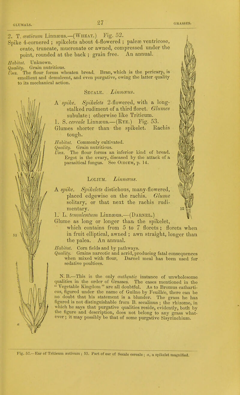 1^ 2. T. £Bs/«wiWJ LinnjBus.—( Wheat.) Fig. 52. Spike 4-cornered ; spikelets about 4-flowered ; paleaj ventricose, ovate, truncate, nnicroimte or awned, compressed under the point, rounded at the back ; grain free. An annual. Habitat. Unknown. Quality. Grain nutritious. Utses. The flour forms wheaten bread. Bran, which is the pericarp, is emollient and demulcent, and even purgative, owing the latter quality to its mechanical action. Secale. Linnceiis. A spike. Spikelets 2-flowered, with a long- stalked rudiment of a third floret. Glumes subulate; otherwise like Triticum. 1. S. cereale Linnseus.—(Rye.) Fig. 53. Glumes shorter than the spikelet. Rachis tough. Hahitat. Commonly cultivated. Quality. Grain nutritious. Uses. The flour forms an inferior kind of bread. Ergot is the ovary, diseased by the attack of a parasitical fungus. See Oidium, p. 14. LoLiUM. Linnceus. A spike. Spikelets distichous, many-flowered, placed edgewise on the rachis. Glume solitary, or that next the rachis rudi- mentary. 1. L. temulentum Linnseus.—(Darnel.) Glume as long or longer than the spikelet, which contains from 5 to 7 florets ; florets when in fruit eUiptical, awned ; awn straight, longer thau the palea. An annual. Habitat. Corn fields and by pathways. Quality. Grains narcotic and acrid, producing fatal consequences when mixed with floui. Darnel meal has been used for sedative poultices. N. B.—This is the only autJientic instance of unwholesome qualities in the order of Grasses. The cases mentioned in the  Vegetable Kingdom  are all doubtful. As to Bromus catharti- cus, figured under the name of Guilno by Feuille'e, there can be no doubt that his statement is a blunder. The grass he has figured is not distinguishable from B. secalinus ; the rhizome, in which he says that purgative qualities reside, evidently, both by the figure and description, does not belong to any grass what- ever ; it may possibly be that of some pm-gative Sisyrinchiuni. Fig. 62.—Ear of Triticum (estivnm j 63. Part of ear of Secale cereale; n, a spikelet niagniHed.