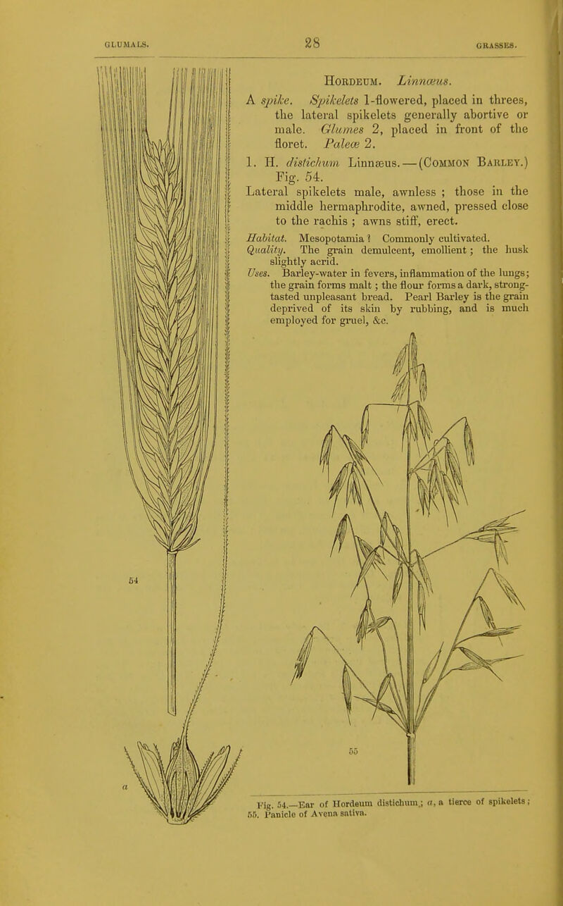 HoRDEUM. Linnoeus. A spike. SjAkelets l-flowered, placed in threes, the lateral spikelets generally abortive or male. Glumes 2, placed in front of the floret. Palece 2. 1. H. disHchum Linnteus. — (Common Barley.) Fig. 54. Lateral spikelets male, awnless ; those in the middle hermaphrodite, awned, pressed close to the rachis ; awns stiff, erect. Habitat. Mesopotamia ? Commonly cultivated. Quality. The gi-ain demulcent, emollient; the husk slightly acrid. Uses. Barley-water in fevers, inflammation of the lungs; the grain forms malt; the flour fonns a dark, strong- tasted unpleasant bread. Pearl Barley is the grain deprived of its skin by rubbing, and is much employed for gruel, &c. Fig. .M.—Ear of Hordeum disticlium.; n, a tierce of spikelets; ar). I'anicle of Avena sativa.