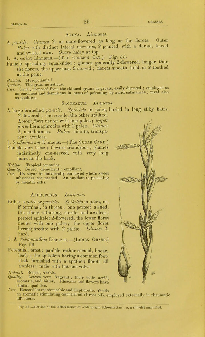 AvENA. Linnceus. A. panicle. Glumes 2- or more-flowered, as long as the florets. Outer Palea with distinct lateral nervures, 2-pointed, with a dorsal, kneed and twisted awn. Ovart/ hairy at top. 1. A. sativa LinniBus.—(Tpie Common Oat.) Fig. 55. Panicle spreading, equal-sided ; glumes generally 2-flowered, longer than the florets, the uppermost 9-nerved ; florets smooth, bifid, or 2-toothed at the point. Habitat. Mesopotamia 1 Quality. The grain nutritious. Uses. Gruel, prepared from the skinned grains or groats, easily digested ; employed as an emollient and demulcent in cases of poisoning by acrid substances ; meal also as poultices. Saccharum. Linnceus. A large branched panicle. SpiMets in pairs, buried in long silky hairs, 2-flowered ; one sessile, the other stalked. Lower floret neater with one palea; upper floret hermajArodite with 2 palese. Glumes 2, membranous. Palece minute, transpa- rent, awnless. 1. ^.officinarnm Linnseus.—(The Sugar Cane.) Panicle very loose ; flowers triaudrous ; glumes indistinctly one-nerved, with very long hairs at the back. Habitat. Tropical countries. Quality. Sweet; demulcent ; emollient. U.ies. Its sugar is universally employed where sweet substances are needed. An antidote to poisoning by metallic salts. Andropogon. Linnceus. Either a spike ovpanicle. Spikelets in pairs, or, if terminal, in threes ; one perfect awned, the others withering, .sterile, and awnless; perfect spikelet 2-flowered, the lower floret neuter with one palea; the upper floret hermaphrodite with 2 palete. Glumes 2, hard. 1. A. Schoenanthiis Linnseus.—(Lemon Grass.) Fig. 56. Perennial, erect; panicle rather secund, linear, leafy; the spikelets having a common foot- stalk furnished with a spathe ; florets all awnless; male with but one valve. Habitat. Bengal, Arabia. Quality. Leaves very fragi-ant ; their taste acrid, aromatic, and bitter. Rhizome .and flowers have similar qualities. fkrx. Roasted leaves stomachic and diaphoretic. Yields an aromatic stimulating essential oil (Grass oil), employed externally in rheumatic affections. Fig .56—Portion of tlie inflorescence of Andropogon Scliccnantlms; a, n spikelet mngnlflod.