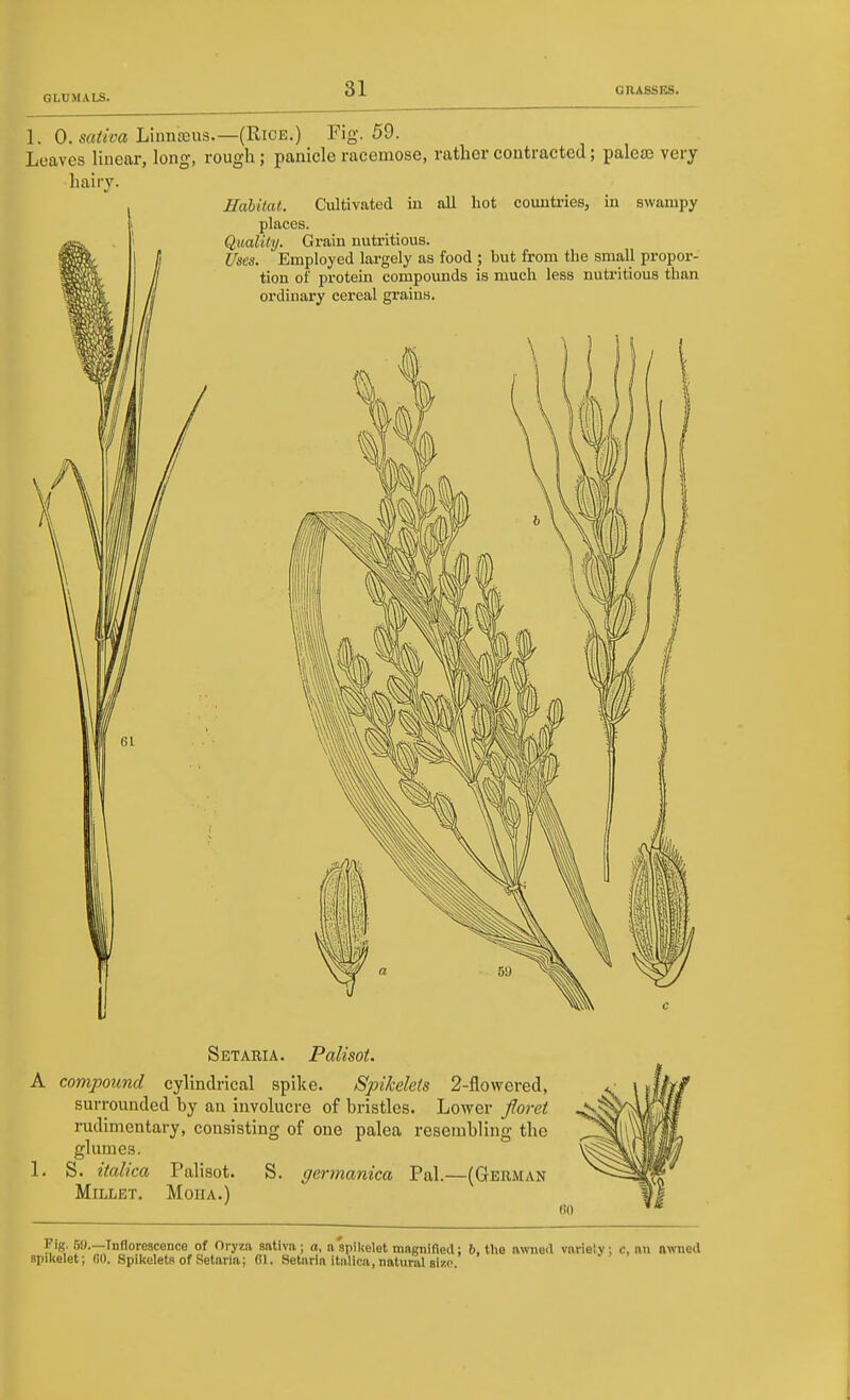 1. 0. Liniiffius.—(Rice.) Fig-. 59. Leaves linear, long, rough; panicle racemose, rather contracted; palea) very hairy. Habitat. Cultivated in all hot countries, in swampy places. Quality. Grain nutritious. Uses. Employed largely as food ; but from the small propor- tion of protein compounds is much less nutritious than ordinary cereal grains. 1 ' Set AM A. Palisot. A compound cylindrical spike. Spikelets 2-flowered, surrounded by an involucre of bristles. Lower floret rudimentary, consisting of one palea resembling the glumes. 1. S. italica Palisot. S. germanica Pal.—(German Millet. Moha.) Fig 61).—Inflorescence of Oryza sntiva; a, a'apiUelet mngnifled: 6, the nwnetl variely; c, nil nwned apiUelet; fiO. Spikeleti of Setaria; 01. Setarln italica, natural size.