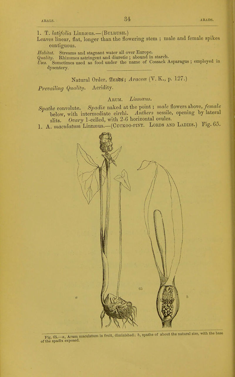1. T. latifolia Linnaeus.— (BuLiiusH.) Leaves linear, fl.at, longer than the flowering stem ; male and female spikes contiguous. Habitat. Streams and stagnant water all over Europe. Quality. Rhizomes astringent and diuretic ; abound m starch. Uses. Sometimes used as food under the name of Cossack Asparagus ; employed m dysentery. Natural Order, ^ralr^; Aracece (V. K., p. 127.) Prevailing Quality. Acridity. Arum. Linnwus. Spathe convolute. Spadix naked at the point ; male flowers above, female below, with intermediate cirrhi. Anthers sessile, opening by lateral slits. Ovary 1-celled, with 2-6 horizontal ovules. 1. A. macM?a«i*m Linn^us.—(Cuckoo-pint. Lords and Ladies.) Fig. 65. pig. C5.-0, Arum maculatum in frait, diminished: h, spathe of nhout the natural size, of the spadix exposed.