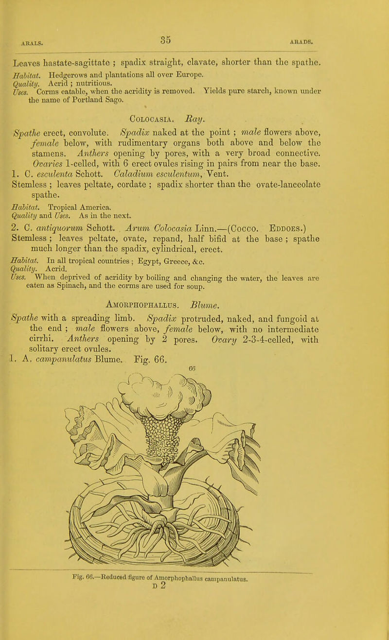 Leaves hastate-sagittate ; spadix straight, clavate, shorter than the spathe. Habitat. Hedgerows and plantations all over Europe. Qualiiij. Acrid ; nutritious. Uses. Cornis eatable, when the acridity is removed. Yields pure starch, known ujider the name of Portland Sago. CoLOOASiA. Bay. Spathe erect, convolute. Spadix naked at the point ; male flowers above, female below, with rudimentary organs both above and below the stamens. Anthers opening by pores, with a very broad connective. Ovaries 1-celled, with 6 erect ovules rising in pairs from near the base. 1. G. esculenta Schott. Caladium esculcntum, Yeut. Stemless ; leaves peltate, cordate ; spadix shorter than the ovate-lanceolate spathe. Eahitat. Tropical America. Quality and Uses. As in the next. 2. C. antiquorum Schott. Arum Colocasia Linn.—(Cocco. Eddoes.) Stemless ; leaves peltate, ovate, repand, half bifid at the base ; spathe much longer than the spadix, cylindrical, erect. Habitat. In all tropical comitries ; Egypt, Greece, &c. Quality. Acrid. Uses. When deprived of acridity by boiling and changing the water, the leaves are eaten as Spinach, and the corms are used for soup. Amorphophallus. Blume. Spathe with a spreading limb. Spadix protruded, naked, and fungoid at the end ; male flowers above, female below, with no intermediate cirrhi. Anthers opening by 2 pores. Ovary 2-3-4-celled, mth solitary erect ovules. I. A. campanulatiis ~S\.\m\Q. Fig. 66. 6G Fig. 66.—Reduced figure of Amorphophallus campanulatus. B 2