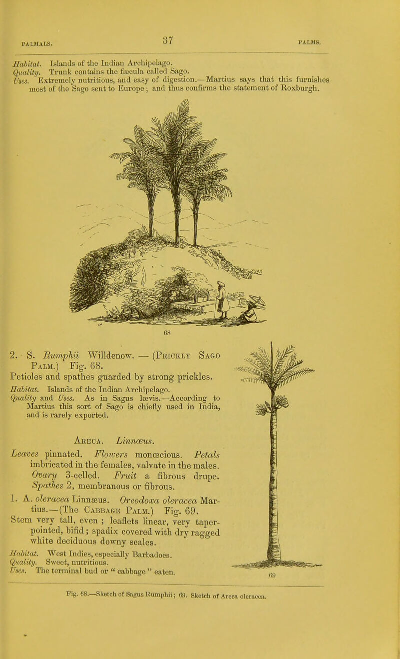 Habitat. Tshuitls of the Indian Archipelago. Quality. Trunk contiiins the fwjcula called Sago. Uses. ' Exti-enioly nutritious, and easy of digestion.—Martius says that this furnishes most of tho Sago sent to Europe; and thus confirms the statement of lloxburgh. 68 2. S. Bumphii Willdeno-vv. — (Prickly Sago Palm.) Fig. 68. Petioles and spathes guarded by strong prickles. Hahilat. Islands of the Indian Archipelago. Quality and Uses. As in Sagus Itevis.—According to Martius this sort of Sago is chiefly used in India, and is rarely exported. Areca. Linnceus. Leaves pinnated. Floioers monoecious. Petals imbricated in tbe females, valvate in the males. Ovary 3-celled. Fruit a fibrous drupe. Spathes 2, membranous or fibrous. I. A. oleracea Linnjeus. Oreodoxa oleracea Mar- tius.—(The Cabbage Palm.) Fig. 69. Stem very tall, even ; leaflets linear, very taper- pointed, bifid ; spadix covered with dry ragged white deciduous downy scales. Habitat. West Indies, especially Barbadoea. Quality. Sweet, nutritious. Jhes. The terminal bud or  cabbage  eaten. Fig. 68.—Sketch of Sagus Rumphil; 68. Sketch of Areca oleracea.