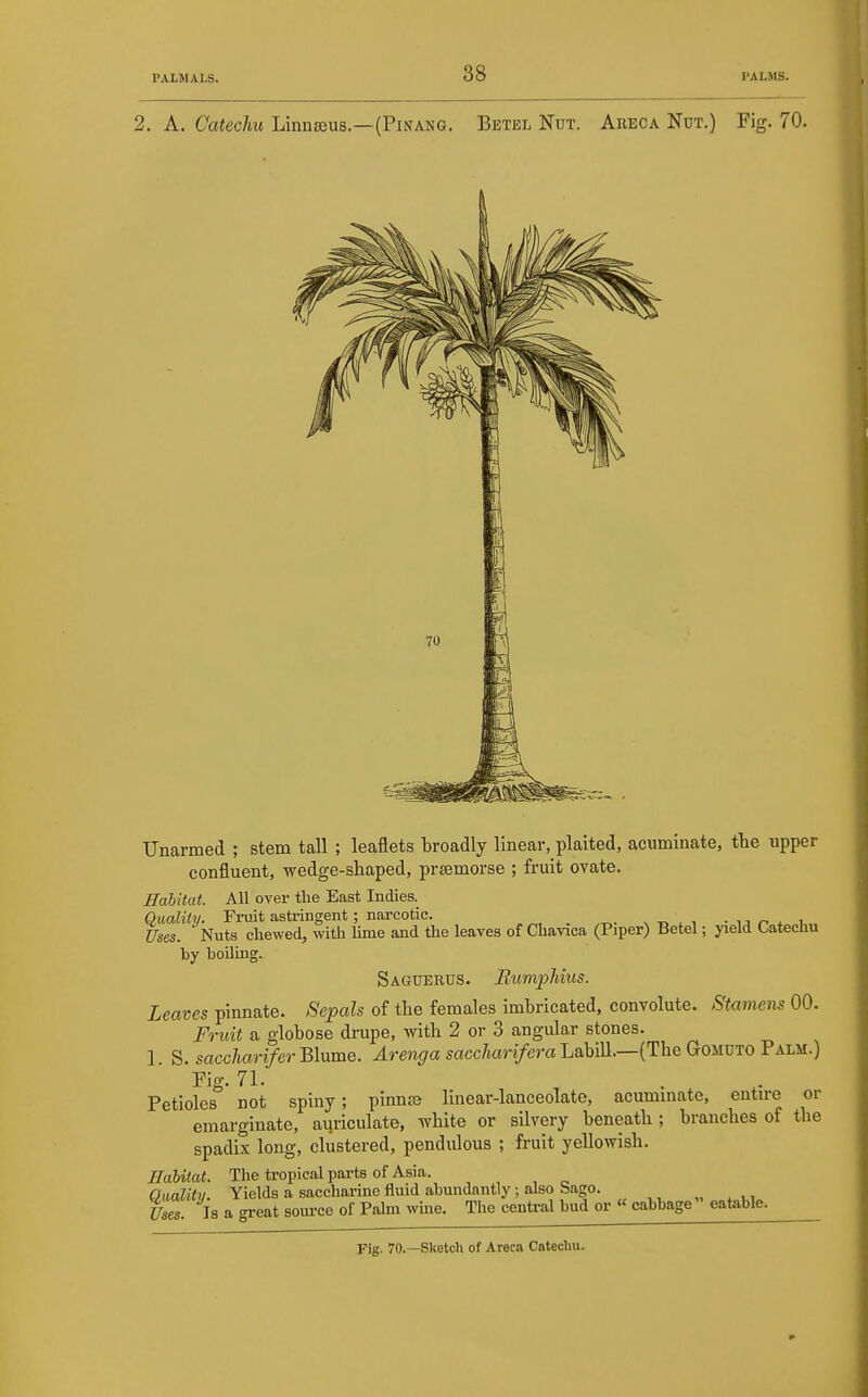 Unarmed ; stem tall ; leaflets broadly linear, plaited, acuminate, the upper confluent, wedge-shaped, prsemorse ; fruit ovate. Habitat. All over the East Indies. Qualitv. Fruit astringent; narcotic. _ . ^ i. Uses. Nuts chewed, with lune and the leaves of Chavica (Piper) Betel; yield Catechu by boiling. Saguerus. Rumphius. Leaves pinnate. Sepals of the females imbricated, convolute. Staniens 00. Fruit a globose drupe, with 2 or 3 angular stones. ]. S. sacchartfer'Blume. ^reji^a sacc/iari/em Labill.—(The Gomdto Palm.) Fig. 71. Petioles not spiny; pinnsB linear-lanceolate, acummate, entire or emarginate, auriculate, white or silvery beneath ; branches of the spadix long, clustered, pendulous ; fruit yellowish. ITabitat. The tropical parts of Asia. Omlitv. Yields a saccharine fluid abundantly ; also Sago. Uses. Is a great soui-ce of Palm wine. The central bud or  cabbage eatable.