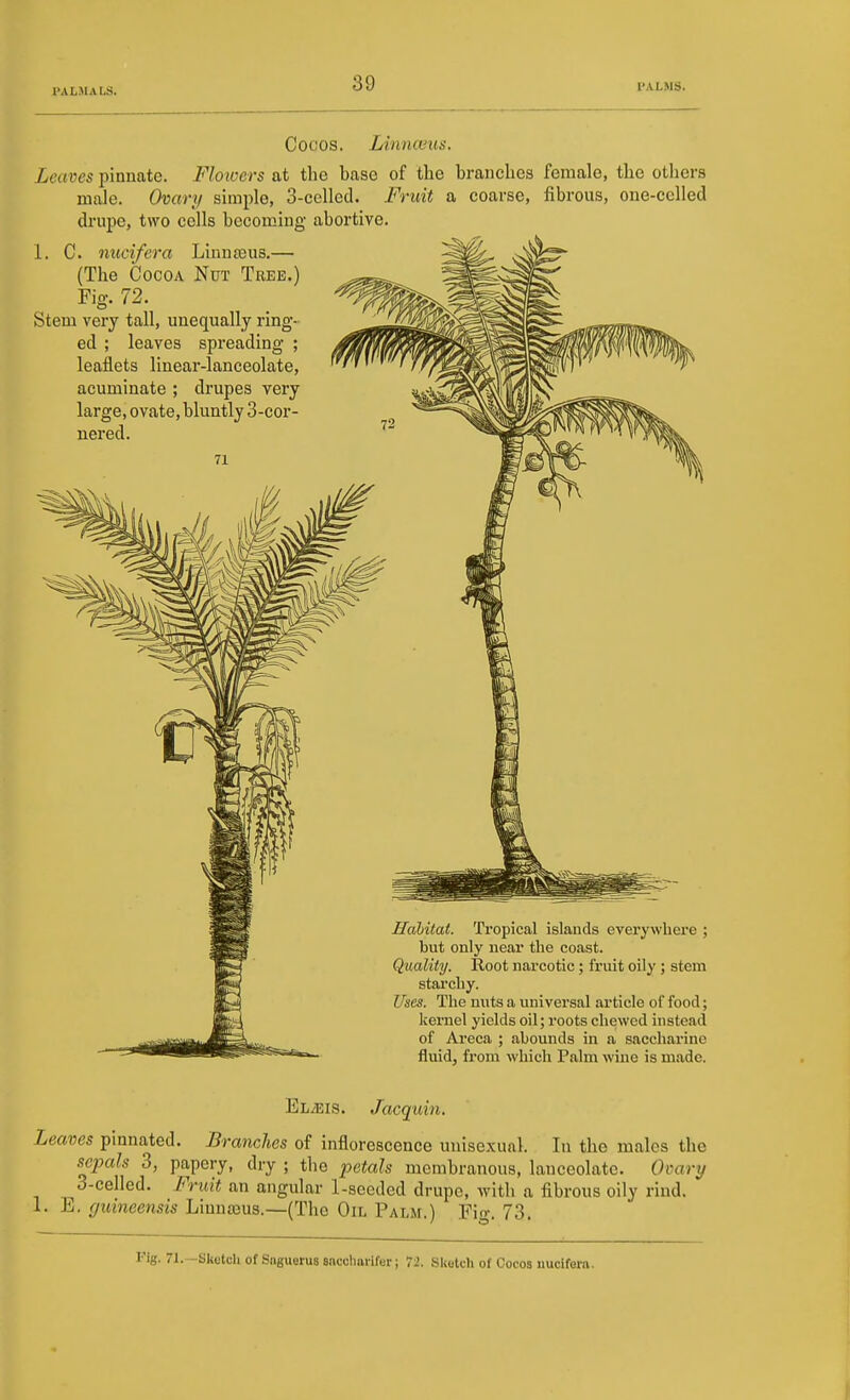 Cooos. Linnceus. Leaves pinnate. Floroers at the base of the branches female, the others male. Ovan/ simple, 3-celled. Fruit a coarse, fibrous, one-celled drupe, two cells becoming abortive. 1. C. nucifera Linnaaus.— (The Cocoa Nut Tree.) Fig. 72. Stem very tall, unequally ring- ed ; leaves spreading ; leaflets linear-lanceolate, acuminate ; drupes very large, ovate, bluntly 3-cor- nered. 71 Hahitat. Tropical islands evei'ywhei'e ; but only near the coast. Quality. Root narcotic; fruit oily ; stem starchy. Uses. The nuts a universal article of food; kernel yields oil; roots chewed instead of Areca ; abounds iu a saccharine fluid, from which Palm wine is made. ELiEis. Jacquin. Leaves pinnated. Branches of inflorescence unisexual. In the males the sepals 3, papery, dry ; the petals membranous, lanceolate. Ovary 3-celled. Fruit an angular 1-secded drupe, with a fibrous oily rind. I.E. guineensis Liunajus.—(The Oil Palm.) Fi-. 73. [•'ig. 71.—Sketch of Saguerus snccliarifer | 72. Sketch of Cocos nucifera.