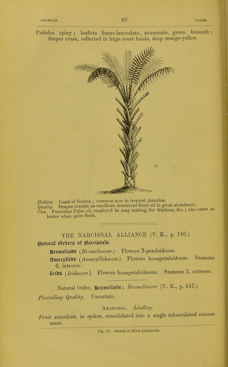 Petioles spiny ; leaflets linear-lanceolate, acuminate, green beneath ; drupes ovate, collected in huge erect heads, deep orange-yellow. Habitat. Coast of Guinea ; common now in tropical America. Quality. Drupes contain an emollient demulcent fixed oil m great abundance. Uses. Furnishes Palm oil, employed in soap making, for frictions, &c.; also eaten butter when quite fresh. THE NARCISSAL ALLIANCE (V. K., p. 146.) j^atural a^xHtxi at i^arctSSaW. 3Br0mEltaU^ (Bromeliacece.) Flowers 3-petaloideous. ^mavuIIW^ (Amaryllidacece.) Flowers hexapetaloideous. Stamens 6, introrse. iritf^ {Iridacece.) Flowers hexapetaloideous. Stamens 3, cxtrorse. Natural Order, aBrnmcKaH^; Bromeliacece (V. K., p. 147.) Prevailing Quality. Uncertain. Ananassa. Lindley. Fruit succulent, in spikes, consolidated into a single tuberculated comose mass. Fig. 73.—Sketch of Elreis guineensis.