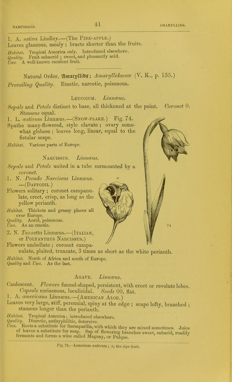 1. A. sativa Liiulley.—(The Pine-aitle.) Leaves glaucous, mealy ; bracts shorter than the fruits. Habitat.. Tropical America only. Introduced elsewhere. Qmility. Fruit subacrid ; sweet, and pleasantly acid. Uses. A well-known esculent fruit. Natural Order, ^mfcrHTIttfS; AmarylUdacece (V. K., p. 155.) Prevailing Quality. Emetic, narcotic, poisonous. Leucoium. Linnceus. Sepals and Petals distinct to base, all thickened at the point. Coronet 0. Stamens equal. 1. L. wsfimtm Linnaeus.—(Snow-flake.) Fig. 74. Spathe many-flowered, style clavate ; ovary some- what globose ; leaves long, linear, equal to the fistular scape. Habitat. Various parts of Europe. Narcissus. Linnceus. Sepals and Petals united in a tube surmounted by a coronet. 1. N. Pseudo Narcissus Linnteus. —(Daffodil.) Flowers solitary ; coronet campanu- late, erect, crisp, as long as the yellow perianth. Habitat. Thickets and grassy places all over Europe. Quality. Acrid, poisonous. Uses. As an emetic. 2. N. Tazzetta Linnaeus.—(Italian, or Polyanthus Narcissus.) Flowers umbellate ; coronet campa- nulate, plaited, truncate, 3 times as short as the white perianth. Habitat. North of Afi-ica and south of Europe. QuMlity and t7»e». As the last. Agate. Linnaeus. Caulescent. Floicers funnel-shaped, persistent, with erect or revolute lobes. Capsule coriaceous, loculicidal. Seeds 00, flat. 1. A. americana Linnaeus.—(Aaiehican Aloe.) Leaves very large, stifle, perennial, spiny at the edge ; scape lofty, branched ; stamens longer than the perianth. Habitat. Tropical America; introduced elsewhere. Quality. Dim-etic, antisyphilitic, detersive. Use.i. Roots a substitute for SarsapariUa, with which they are mixed sometimes. Juice of leaves a substitute for soap Sap of flowering branches sweet, subacid, readily ferments and forms a wine called Maguay, or Pulque. Fig. 74.—Leucoium wstivum; ii, the ripe fruit.