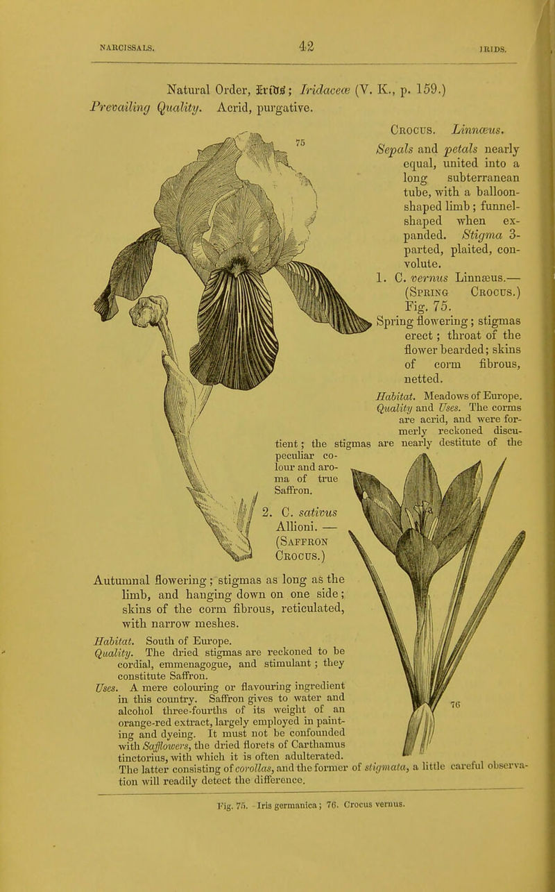 Natural Order, ir(tf)S; Iridacece (V. K., p. 159.) Prevailing Quality. Acrid, pui-gative. Crocus. Linnwus. Sepals and petals nearly equal, united into a long subterranean tube, with a balloon- shaped limb; funnel- shaped when ex- panded. Stigma 3- parted, plaited, con- volute. C. vernus Linnaeus.— (Spring Crocus.) Fig. 75. Spring flowering; stigmas erect; throat of the flower bearded; skins of corm fibrous, netted. Habitat, Meadows of Europe. Quality and Uses. The corms are acrid, and were for- merly reckoned discu- tient; the stigmas are nearly destitute of the peculiar co- lour and aro- ma of true Saffron. C. sativus AUioni. — (Saffron Crocus.) Autumnal flowering; stigmas as long as the limb, and hanging down on one side; skins of the corm fibrous, reticulated, with narrow meshes. Habitat. South of Europe. Quality. The dried stigmas are reckoned to be cordial, emmenagogue, and stimulant; they constitute Saffron. Uses. A mere colouring or flavouring ingredient in this country. Saffron gives to water and alcohol three-fourths of its weight of an orange-red extract, largely employed in paint- ing and dyeing. It must not be confounded with Saffloivers, the dried florets of Carthamus tinctorius, with which it is often adulterated. The latter consisting oi corollas, and the former of stigmata, a little cai-eful observa- tion will readily detect the difference. Fig. 7H. - Iris germanica; 76. Crocus vernus.