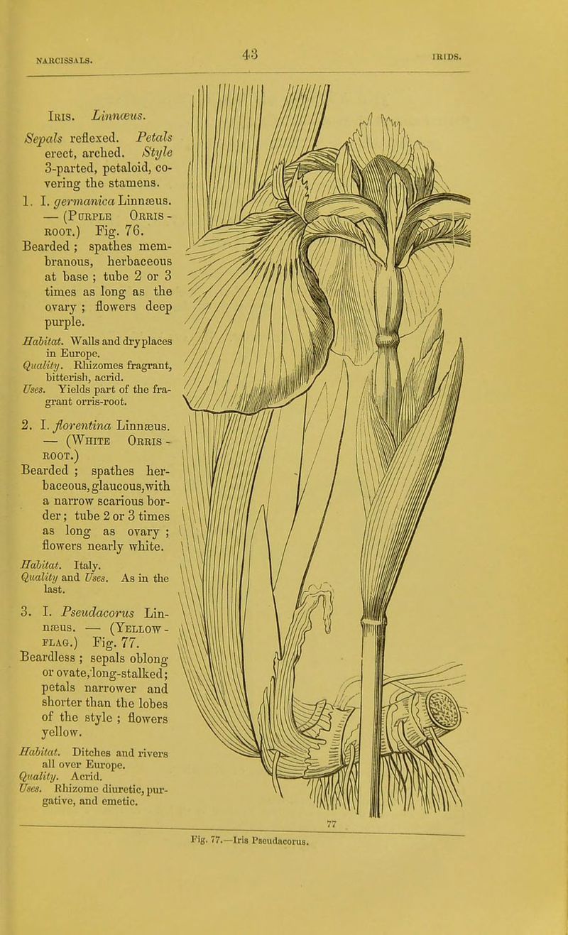 Iris. Linncens. Sepals reflexed. Petals erect, arched. Style 3-parted, petaloid, co- vering the stamens. 1. I. ger manica Linn as us. — (PaRPLE Orris- root.) Fig. 76. Bearded ; spathes mem- branous, herbaceous at base ; tube 2 or 3 times as long as the ovary ; flowers deep pm-ple. Habitat. Walls and dry places in Europe. Qualify. Rliizomes fragrant, bitterish, acrid. Uses. Yields part of the fra- grant orris-root. 2. I. fjOrentina Linnaeus. — (White Orris - ROOT.) Bearded ; spathes her- baceous, glaucous, with a narrow scarious bor- der ; tube 2 or 3 times as long as ovary ; flowers nearly white. Habitat. Italy. Quality and Uses. As in the last. 3. I. Pseudacorus Lin- nasus. — (Yellow- FLAG.) Fig. 77. Beardless ; sepals oblong or ovate,long-stalked; petals narrower and shorter than the lobes of the style ; flowers yellow. Habitat. Ditches and rivers all over Europe. Quality. Acrid. Uses. Rhizome diuretic, pur- gative, and emetic. Fig. 77.—Iris Pseudacorus.