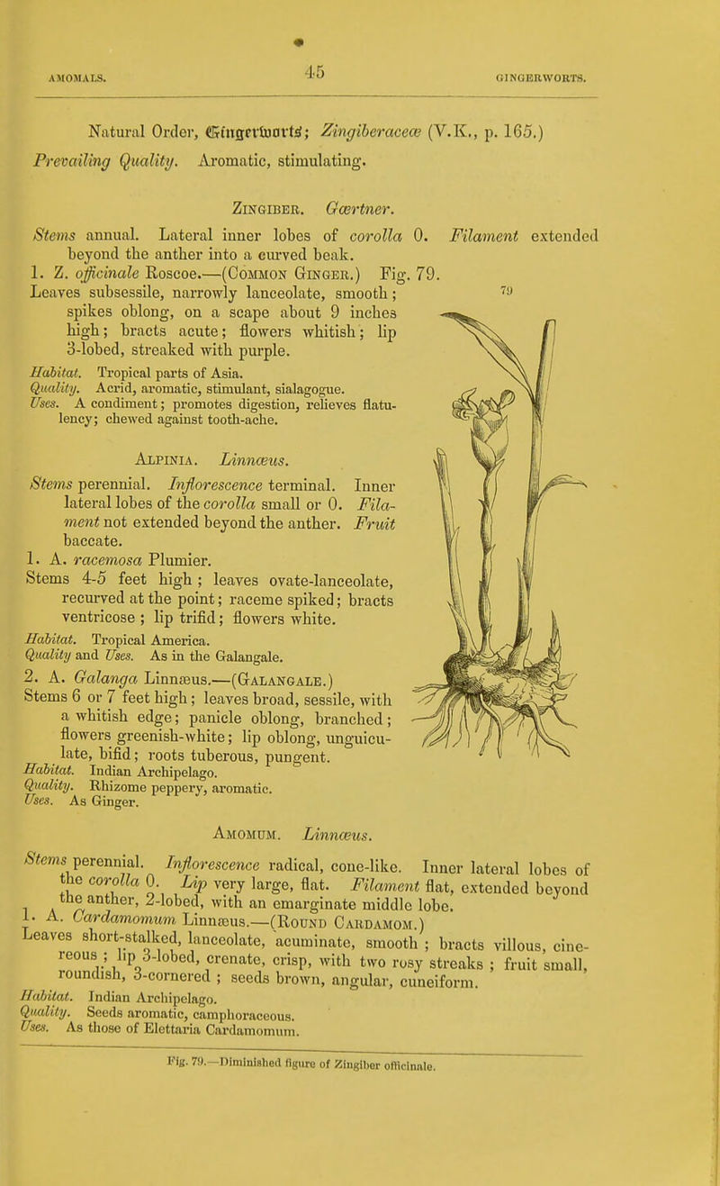AMOMALS. OINOERWORTS. Natural Order, (KtHSCVtuovW; Zingiberacece (V.K., p. 165.) Prevailing Quality. Aromatic, stimulating. 7y Zingiber. Owrtner. Stems amiual. Lateral inner lobes of corolla 0. Filament extended beyond the antlier into a curved beak. 1. Z. officinale Roscoe.—(Common Ginger.) Fig. 79. Leaves subsessUe, narrowly lanceolate, smooth; spikes oblong, on a scape about 9 inches high; bracts acute; flowers whitish; lip 3-lobed, streaked with purple. Habitat. Tropical pai'ts of Asia. Quality. Acrid, aromatic, stimulant, sialagogue. Uses. A condiment; promotes digestion, relieves flatu- lency; chewed against tooth-ache. Alpinia. Linnceus. Stems perennial. Inflorescence terminal. Inner lateral lobes of the corolla smaU or 0. Fila- ment not extended beyond the anther. Fruit baccate. 1. A. racemosa Plumier. Stems 4-5 feet high ; leaves ovate-lanceolate, recurved at the point; raceme spiked; bracts ventricose ; lip trifid; flowers white. Habitat. Tropical America. Quality and Uses. As in the Galangale. 2. A. Galanga Linnteus.—(Galangale.) Stems 6 or 7 feet high; leaves broad, sessile, with a whitish edge; panicle oblong, branched; flowers greenish-white; lip oblong, unguicu- late, bifid; roots tuberous, pungent. Habitat. Indian Archipelago. Quality. Rhizome peppery, aromatic. Uses. As Ginger. Amomum. Linnceus. /S'ims perennial. Inflorescence radical, cone-like. Inner lateral lobes of the corolla 0. Lip very large, flat. Filament flat, extended beyond the anther, 2-lobed, with an emarginate middle lobe. 1. A. Cardamomum Linnteus.—(Round Cardamom.) Leaves short-stalked, lanceolate, acuminate, smooth ; bracts villous, cine- reous ; lip d-lobed, crenate, crisp, with two rosy streaks ; fruit small, roundish, 3-cornered ; seeds brown, angular, cuneiform. Habitat. Indian Archipelago. Quality. Seeds aromatic, camphoraceous. Uses. As those of Elettaria Cardamomum. ViB- 7!).—Diminished figure of Zingiljer officinale.