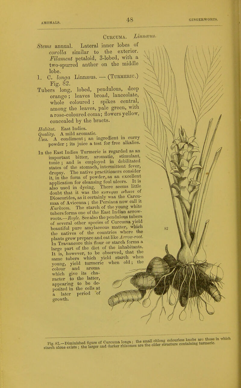 Curcuma. Linnwus. Stems annual. Lateral inner lobes ^ of corolla similar to the exterior. Filament petaloid, 3-lobe(l, with a two-spm-rod anther on the middle lobe. 1. C. longa Linnaeus. — (Turmeric.) Fig. 82. Tubers long, lobed, pendulous, deep orange; leaves broad, lanceolate, whole coloured ; spikes central, among the leaves, pale green, with a rose-coloured coma; flowers yellow, concealed by the bracts. Habitat. East Indies. Quality. A mild aromatic. Uses. A condiment; an ingredient m curry powder ; its juice a test for free alkalies. In the East Indies Turmeric is regarded as an important bitter, aromatic, stimulant, tonic ; and is employed in debilitated states of the stomach, intermittent fever, dropsy. The native practitioners consider it, m the form of powder, as an excellent application for cleansing foul ulcers. It is also used in dyeing. There seems httle doubt that it was the itvneipos lvSikos ot Dioscorides, as it certainly was the Carcu- maa of Avicenna ; the Persians now call it Kurhoom. The starch of the young white tubers forms one of the East Indian arrow- roots.—-Roj/Ze. See also the pendulous tubers of several other species of Curcuma yield beautiful pure amylaceous matter, wliich the natives of the countries where the plants grow prepare and eat like Arrow-root. In Travancore this flour or starch forms a large part of the diet of the inhabitants. It is, however, to be observed, that the same tubers which yield starch when young, yield turmeric when old; the coloui' and aroma which give its cha- racter to the latter, appearing to be de- posited in the cells at a later period of growth.