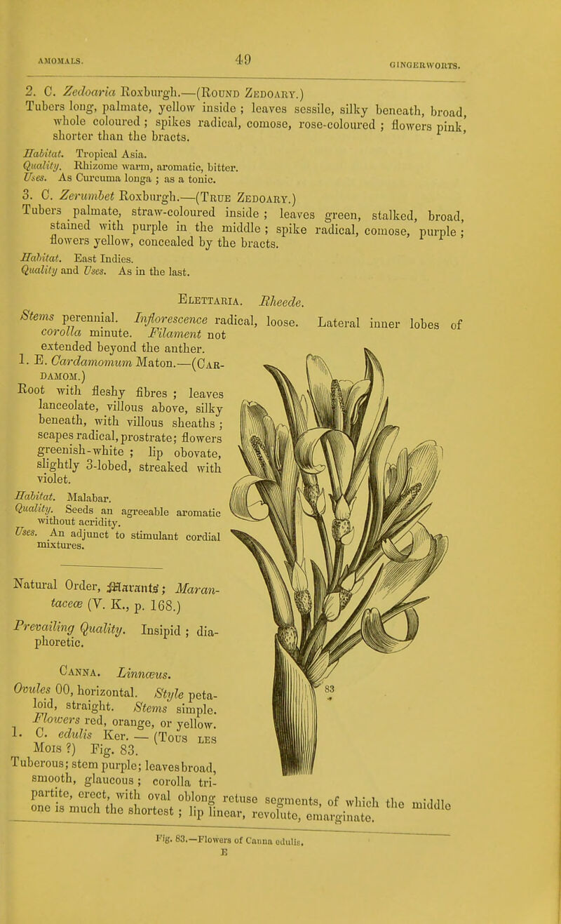 4-9 GINOKRWOIITS. 2. C. Zedoaria Roxburgh.—(Round Zedoauy.) Tubers loug, pahnate, yellow inside ; leaves sessile, silky beneath, broad, whole coloured; spikes radical, comose, rose-coloured; flowers pink' shorter than the bracts. ' Habitat. Tropical Asia. Qualili/. Rhizome warm, aromatic, bitter. Uies. As Curcuma louga ; as a tonic. 3. C. Zerumhet Roxburgli.—(True Zedoary.) Tubers palmate, straw-coloured inside ; leaves green, stalked, broad stamed with purple in the middle ; spike radical, comose, purple ,' flowers yellow, concealed by the bracts. Hahitat. East Indies. Quality and Uses. As in the last. Elettaria. Bheede Stems perennial. Inflorescence radical, loose. corolla minute. Filament not extended beyond the anther. 1. E. Gardamomum Maton.—(Car- damom.) Root with fleshy fibres ; leaves lanceolate, villous above, silky beneath, with villous sheaths ; scapes radical,prostrate; flowers greenish-white ; lip obovate, slightly 3-lobed, streaked with violet. Habitat. Malabar. Quality. Seeds an agreeable aromatic without acridity. Uses. An adjunct to stimulant cordial mixtures. Lateral inner lobes of Natural Order, Mnxmii', Maran- tacece (V. K., p. 168.) Prevailing Quality. Insipid ; dia- phoretic. Canna. Linnceus. Ovules 00, horizontal. Style peta- loid, straight. Stems simple. Floioers red, orange, or yellow. I. 0. edulis Ker. — (Tous les Mois ?) Fig. 83. Tuberous; stem purple; leaves broad, smooth, glaucous; corolla tri- I'ig. 83.—Flowers of Canna odiills.