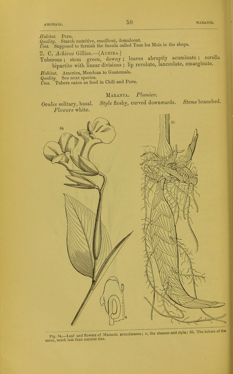 Habitat. Peru. Qmlity. Starch nutritive, emollient, demulcent. Uses. Supposed to fiu-nish the faecula caUed Tous les Mois m the shops. 2. C. AcUras Gillies.—(Achira.) Tuberous; stem green, downy; leaves abruptly acuminate ;_ coroUa bipartite witb Unear divisions ; lip revolute, lanceolate, emargmate. Ealitat. America, Mendoza to Guatemala. Quality. See next species. Uses. Tubers eaten as food in Chili and Peru. Maranta. Plumier. Ovules solitary, basal. Style flesby, curved downwards. Stems brancbed. Flowers wbite. same, much less than natural size.